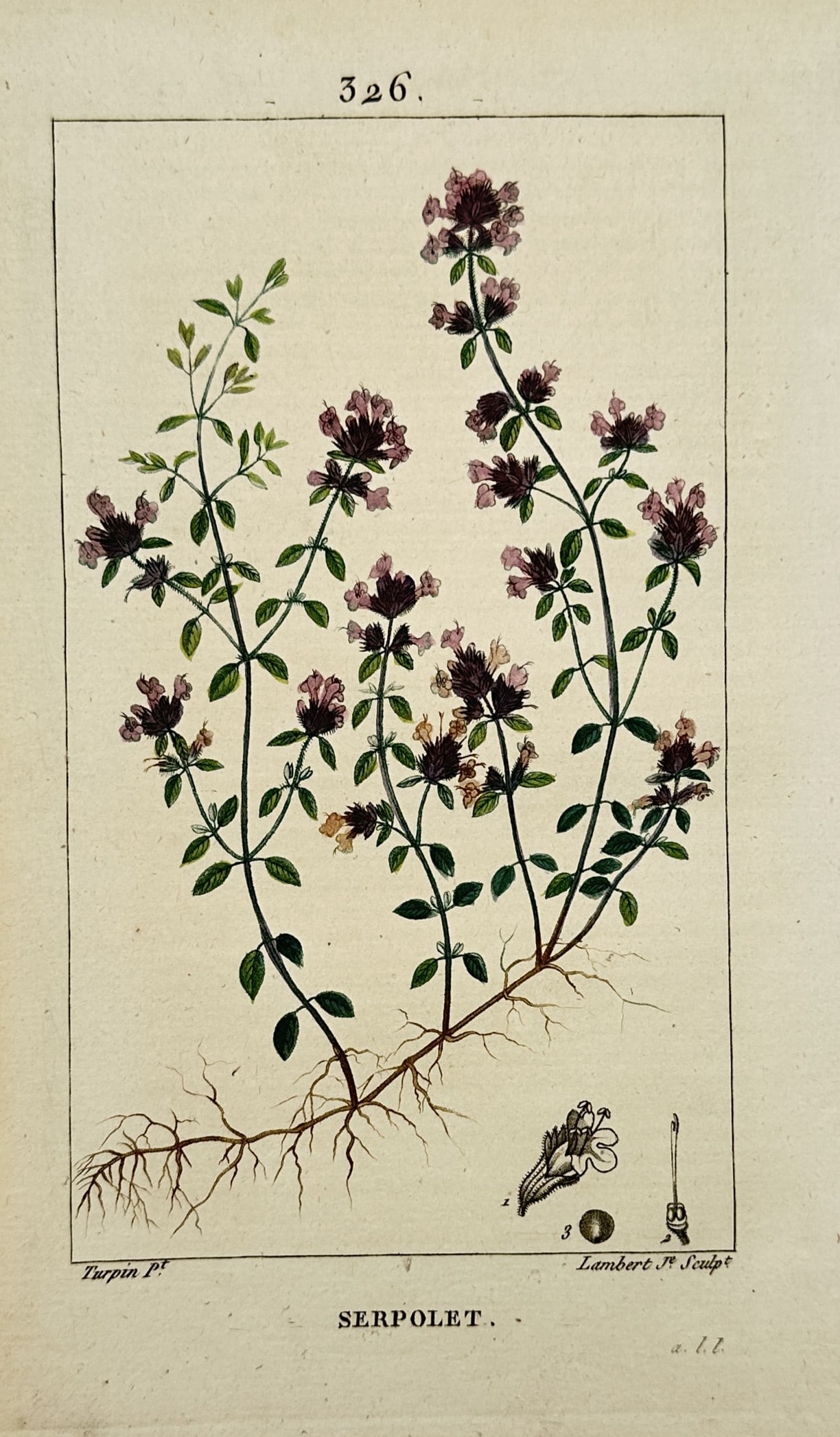 Pierre Jean François Turpin – Botanical Study of Wild Thyme – Hand-Colored Engraving (1 of 2)