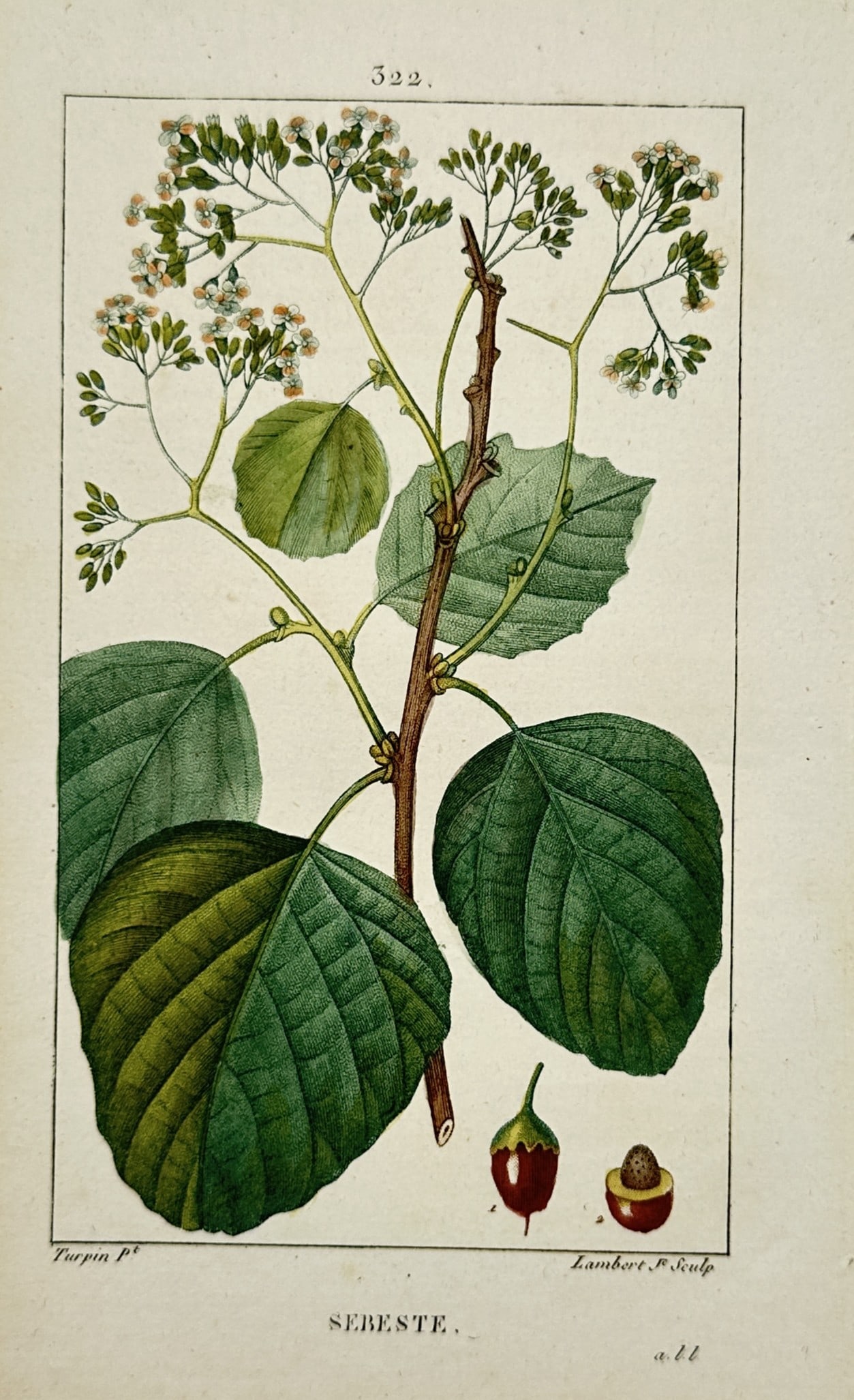 Pierre Jean François Turpin – Botanical Study of the Sebesten Plum – Hand-Colored Engraving (1 of 2)