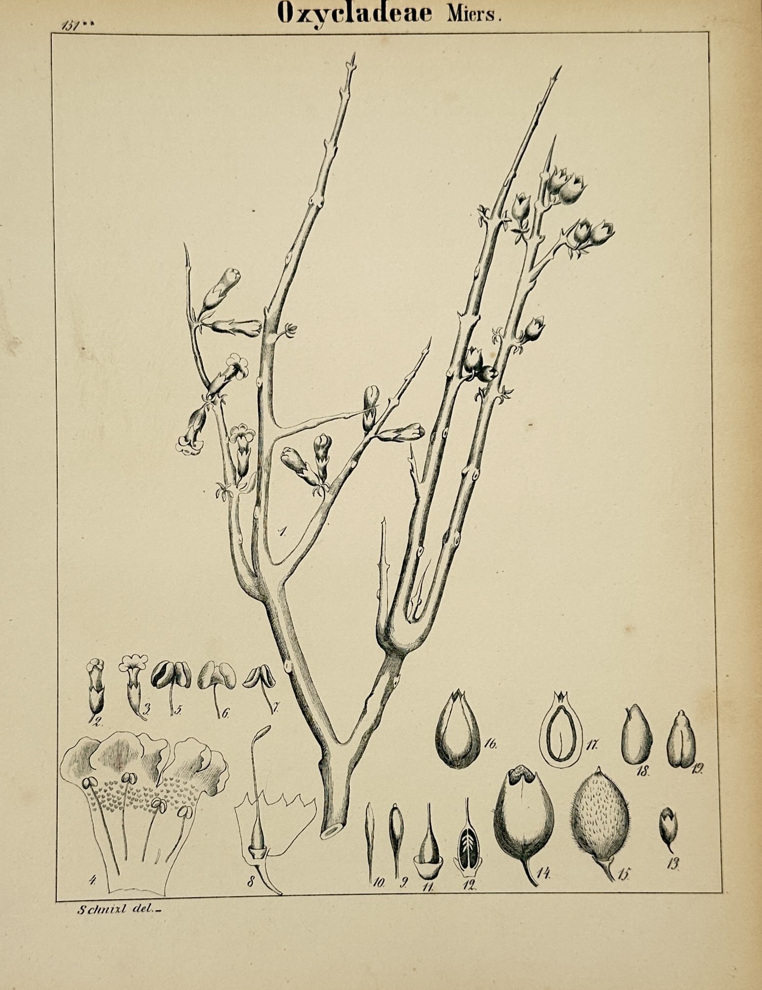 Adalbert Schitzel – Botanical Study of Oxycladeae – Lithograph (1855) (1 of 2)