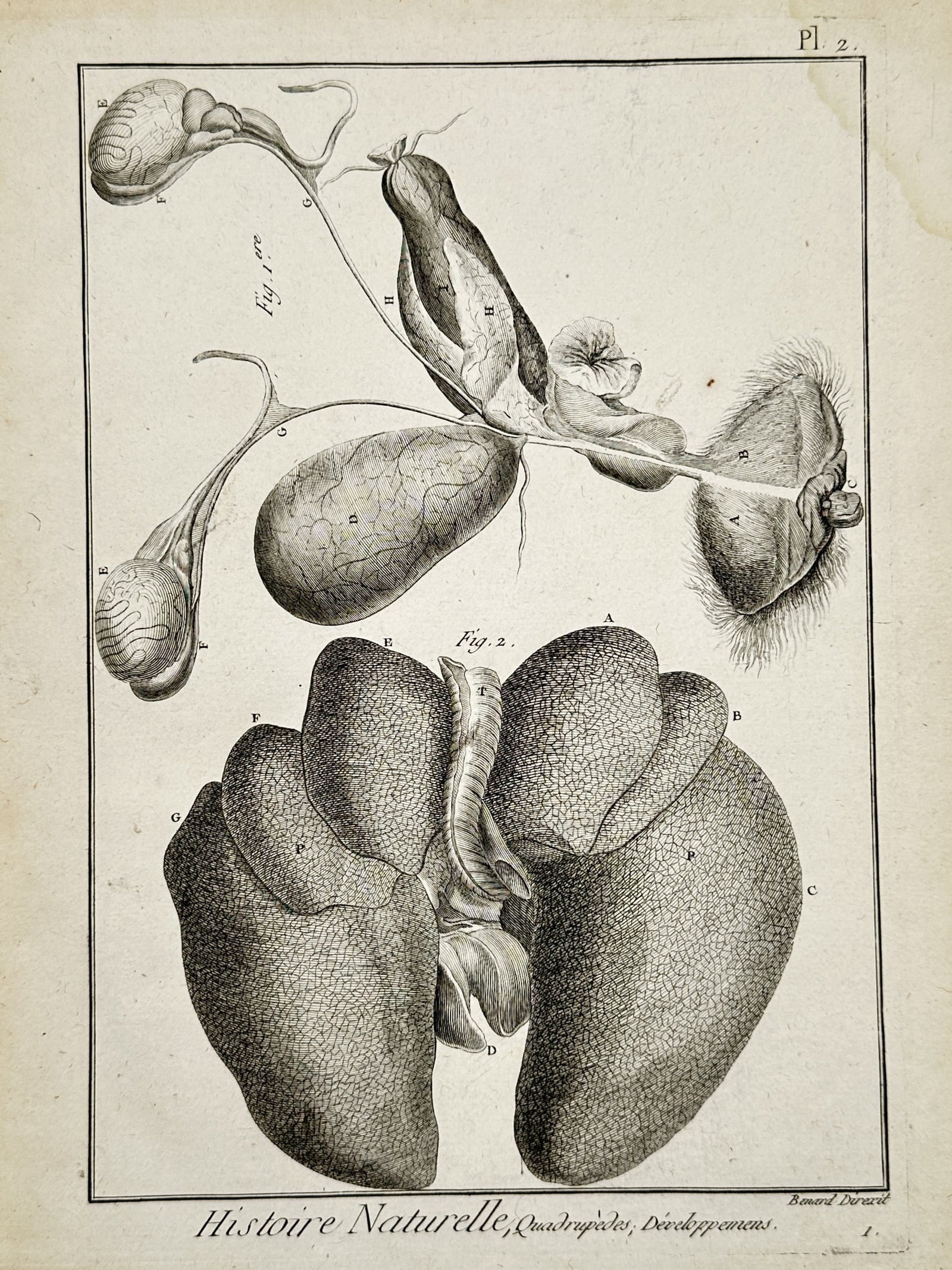Robert Bénard – Anatomical Study of Quadruped Organs – Engraving (c. 1782–1790) (1 of 2)