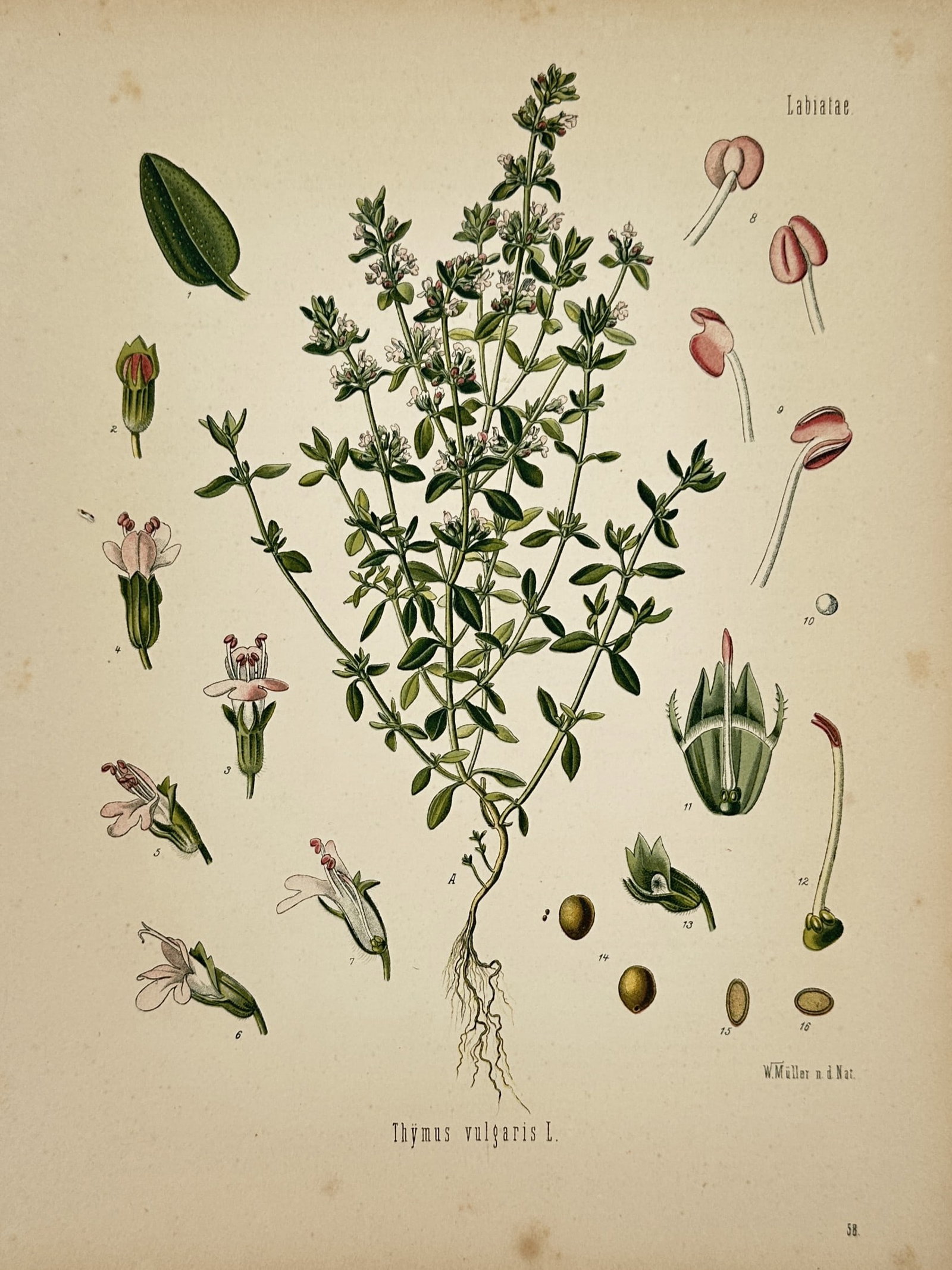Franz Eugen Köhler – Botanical Study of Garden Thyme – Chromolithograph (1887) (1 of 2)