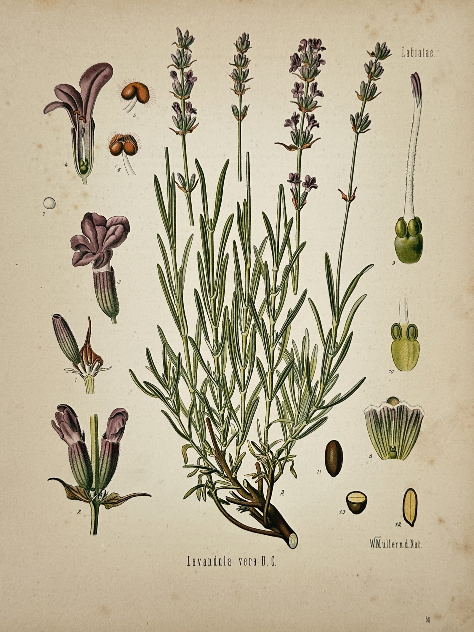 Franz Eugen Köhler – Botanical Study of True Lavender – Chromolithograph (1887) (1 of 2)