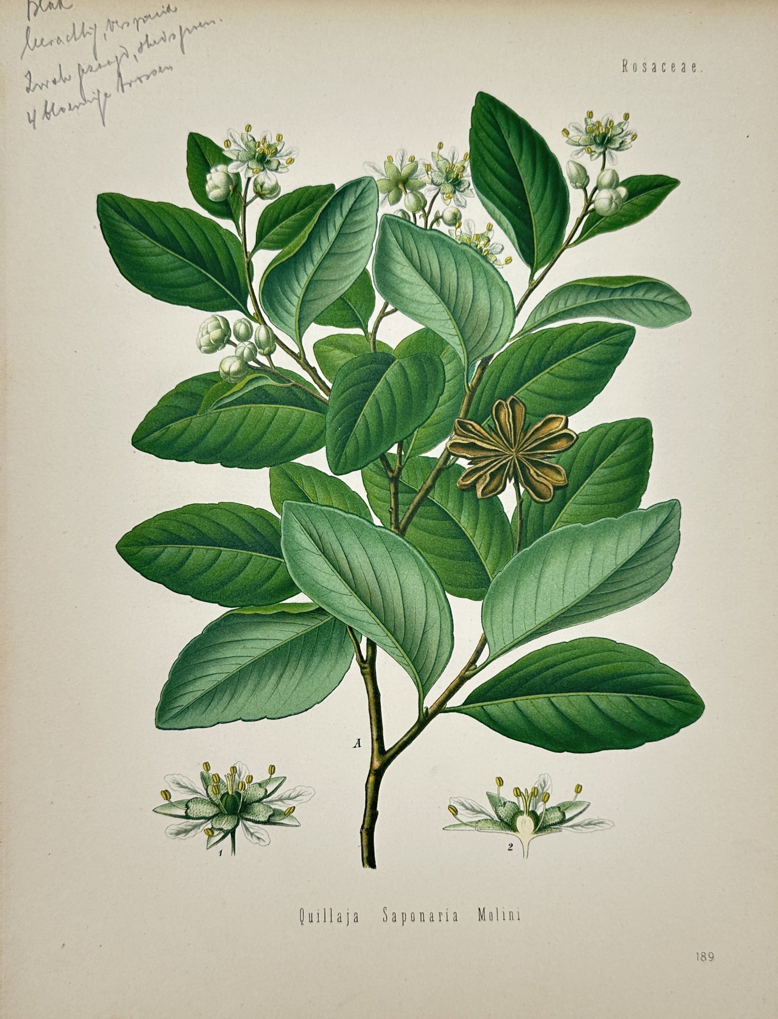 Franz Eugen Köhler – Botanical Study of Soapbark – Chromolithograph (1887) (1 of 2)