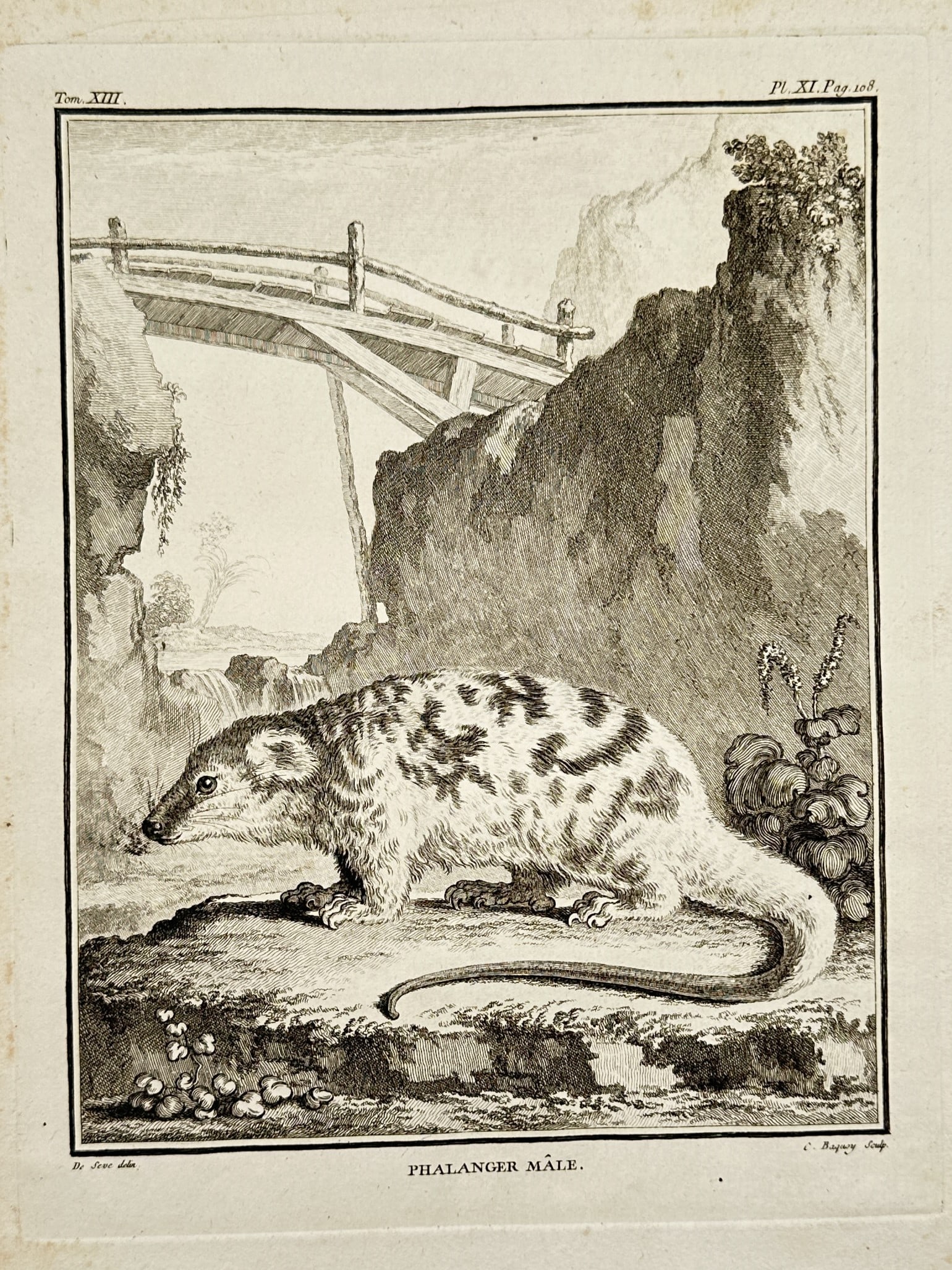 Georges-Louis Leclerc, Comte de Buffon – Natural History Study of a Male Phalanger – Engraving (1 of 2)