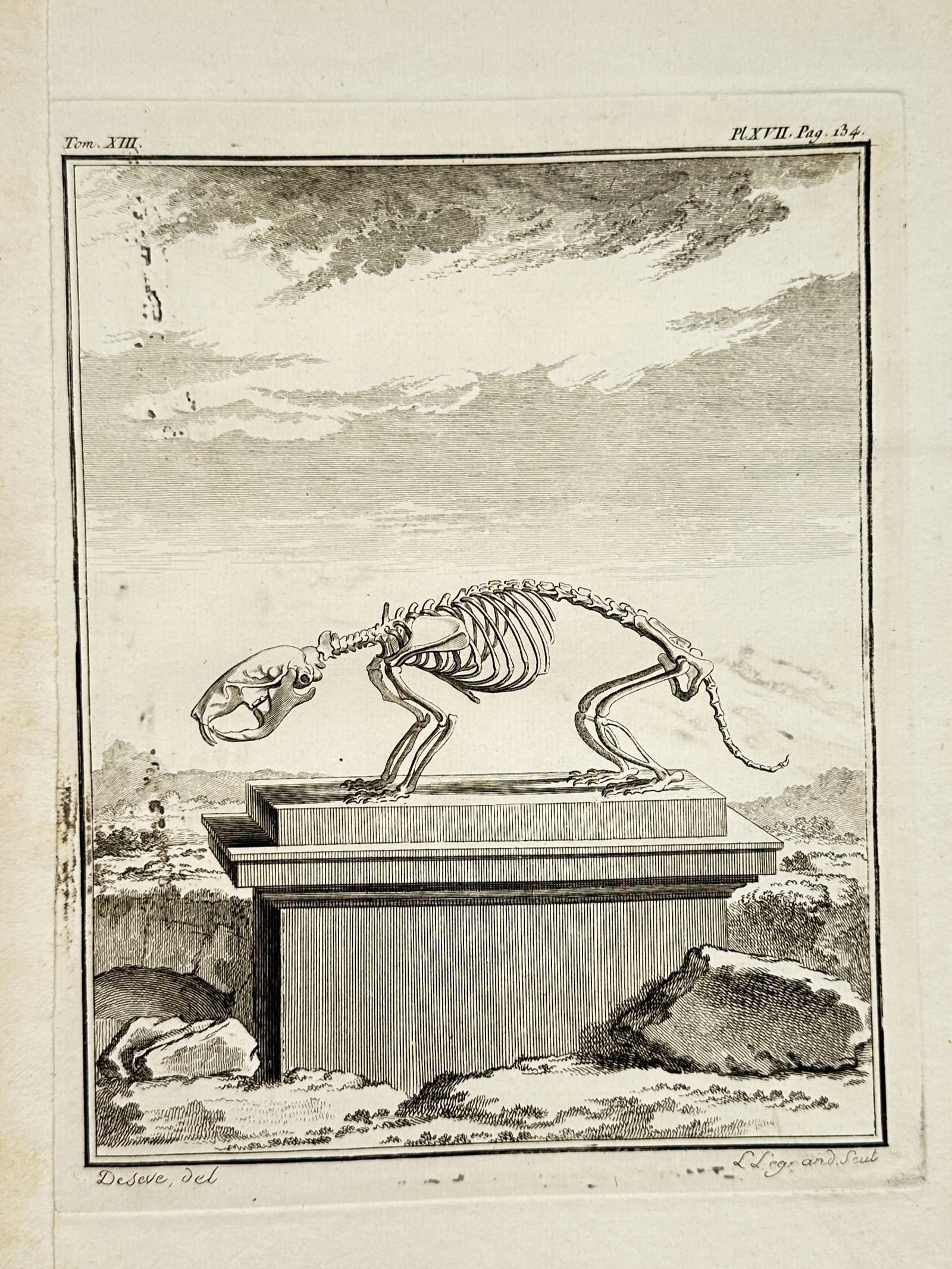 Georges-Louis Leclerc, Comte de Buffon – Osteological Study of an Animal Skeleton – Engraving (1 of 2)