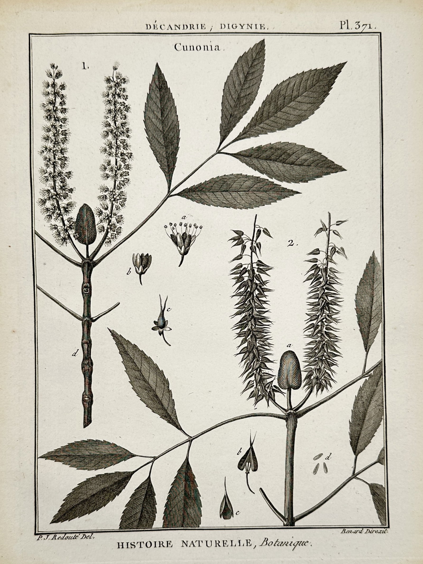 Robert Bénard – Botanical Study of Cunonia – Engraving (c. 1762–1772) (1 of 2)