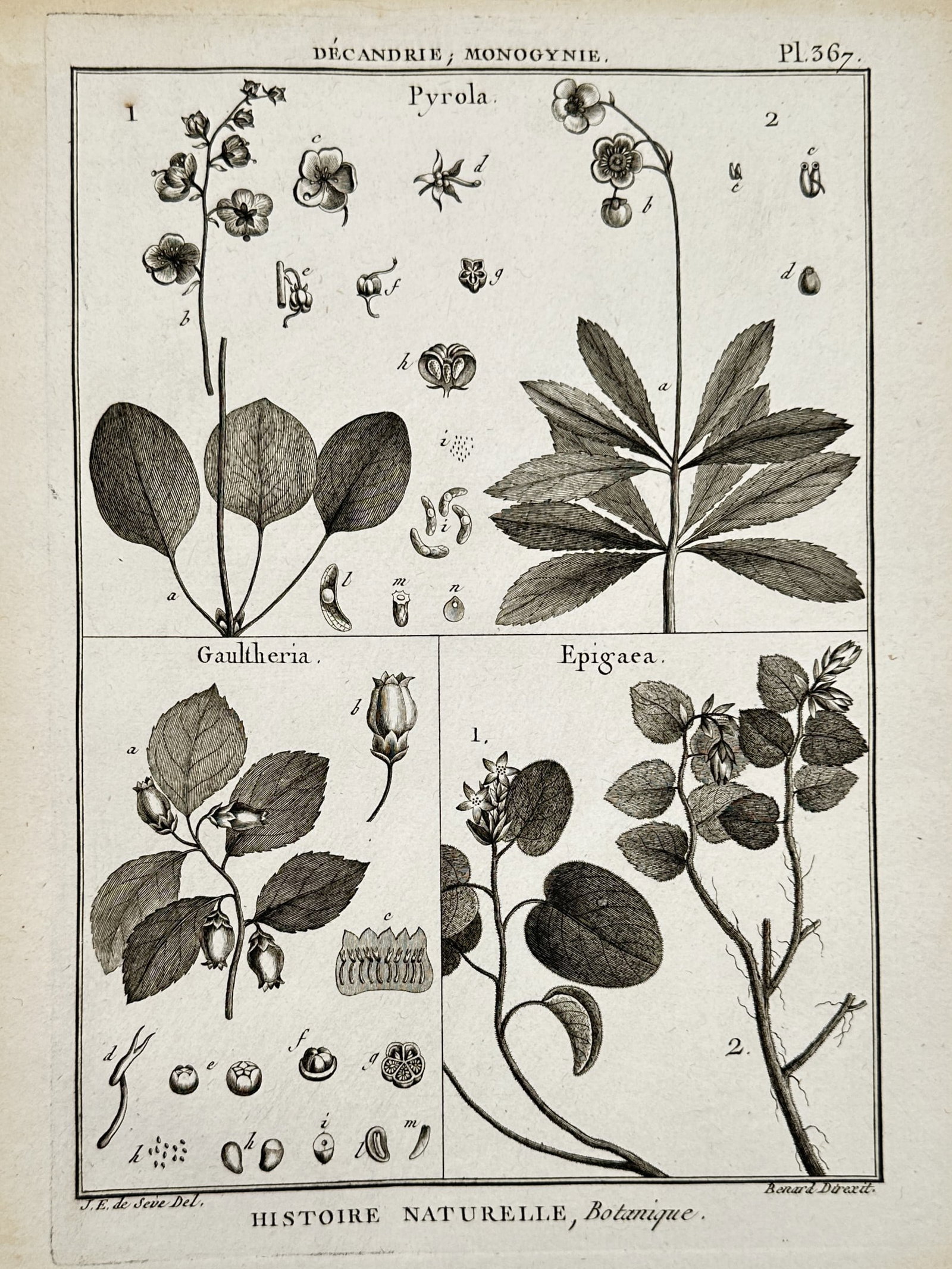 Robert Bénard – Botanical Studies of Pyrola, Gaultheria, and Epigaea – Engraving (c. (1 of 2)