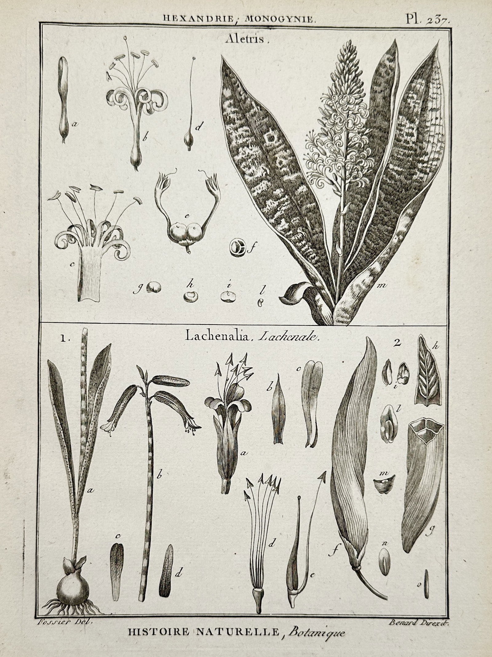 Robert Bénard – Botanical Studies of Aletris and Lachenalia – Engraving (c. 1762–1772) (1 of 2)