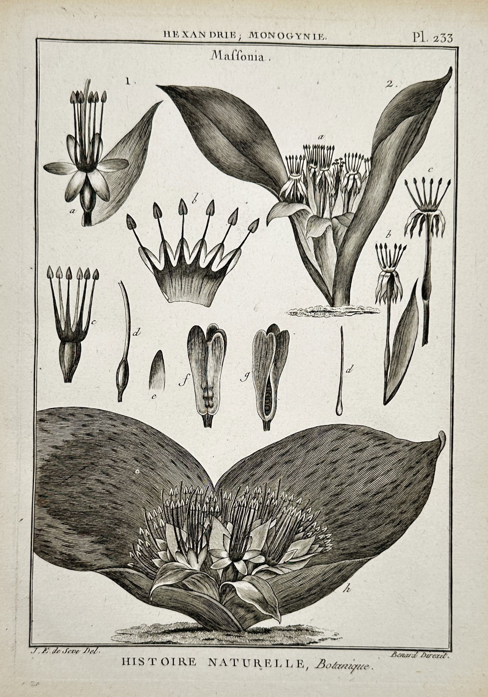 Robert Bénard – Botanical Studies of Massonia – Engraving (c. 1762–1772) (1 of 2)