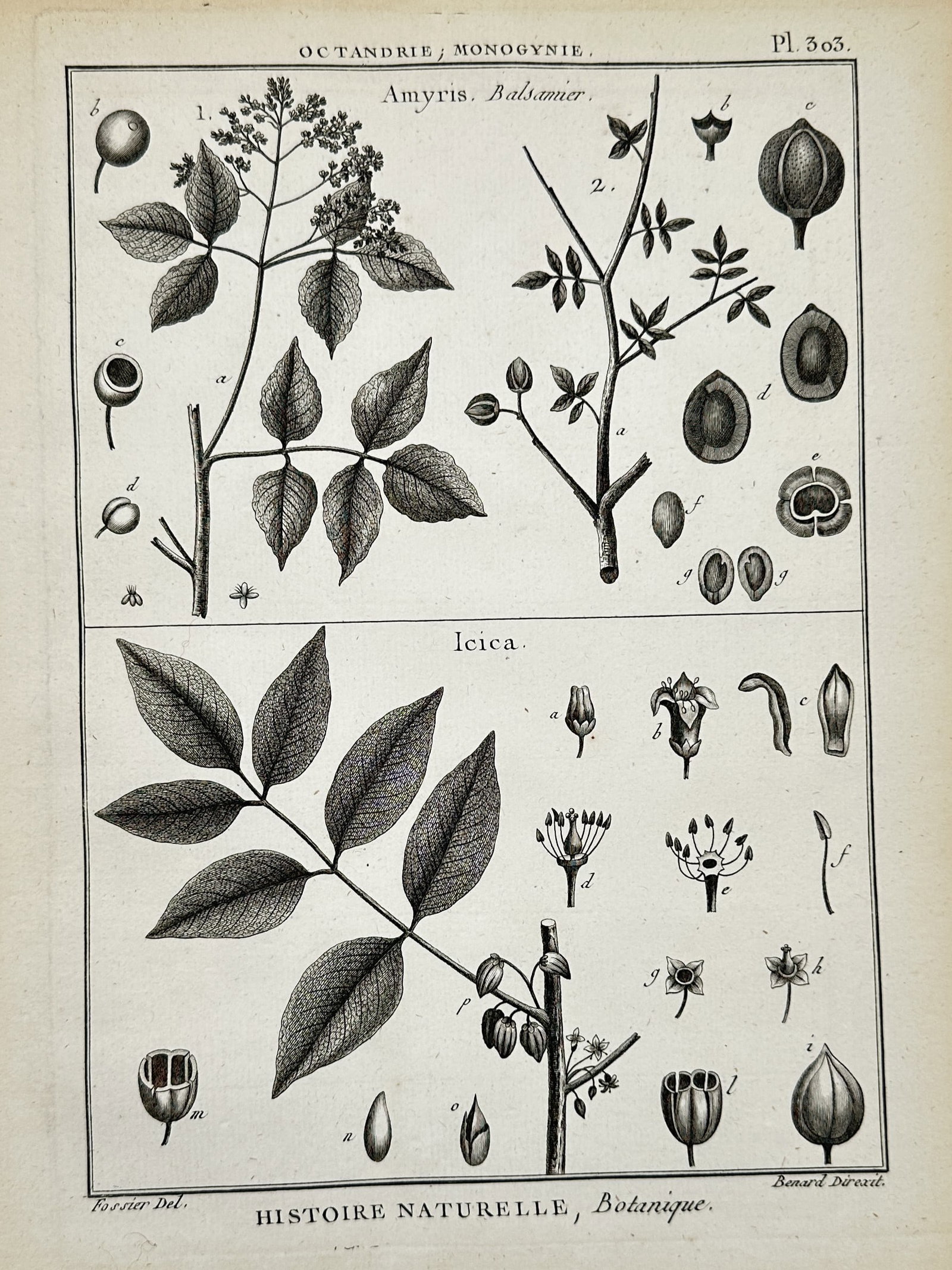 Robert Bénard – Botanical Studies of Amyris and Icica – Engraving (c. 1762–1772) (1 of 2)