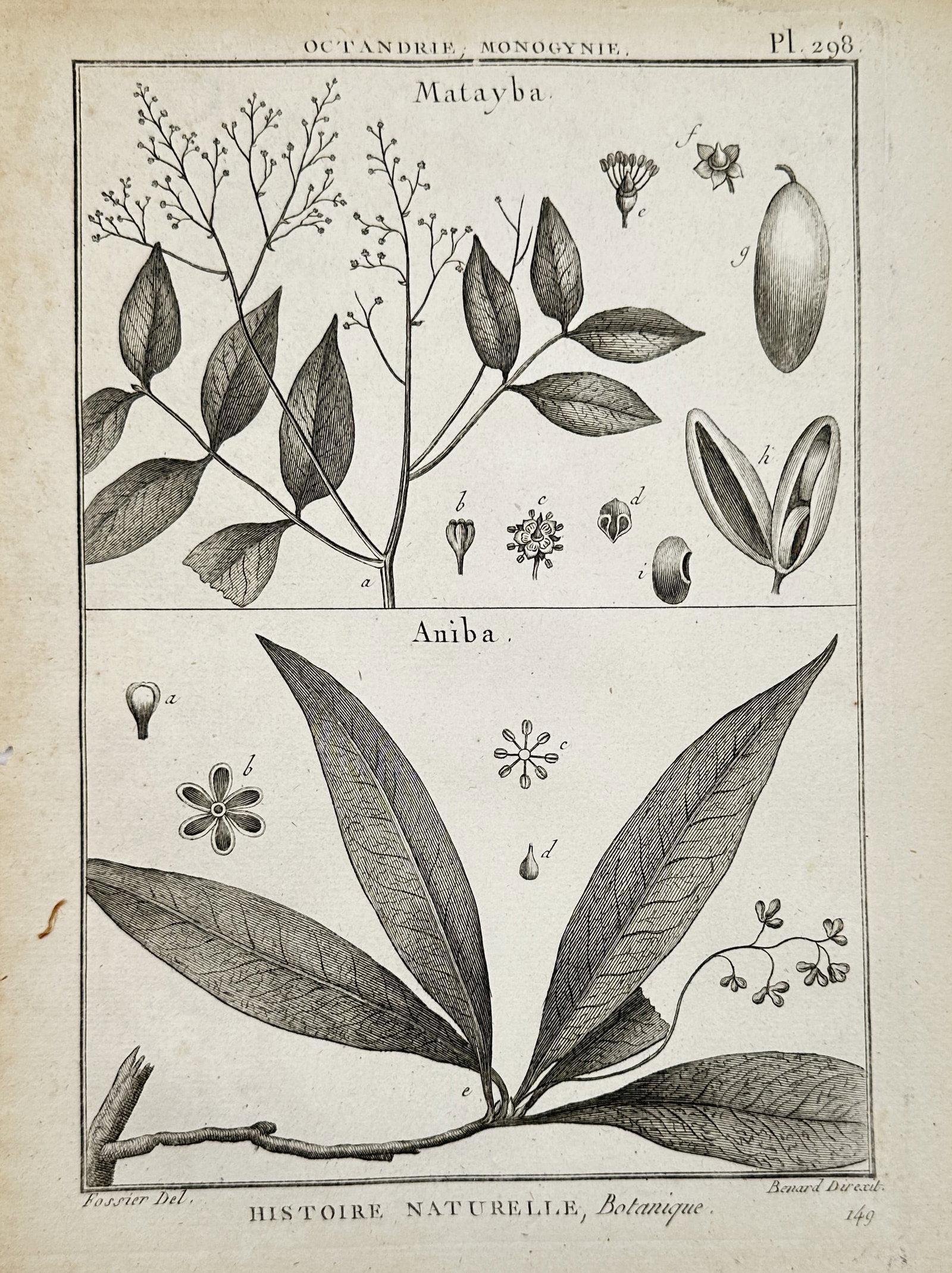 Robert Bénard – Botanical Studies of Matayba and Aniba – Engraving (c. 1762–1772) (1 of 2)