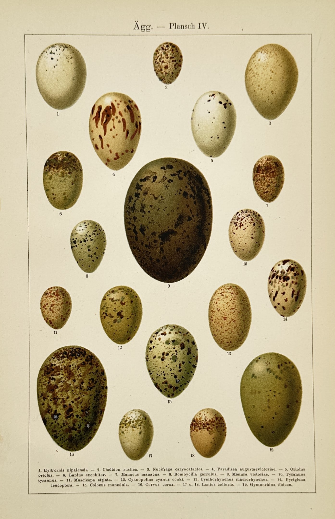 Carl Jakob Sundevall – Oological Study of Bird Eggs – Chromolithography (c. 1856–1862) (1 of 2)