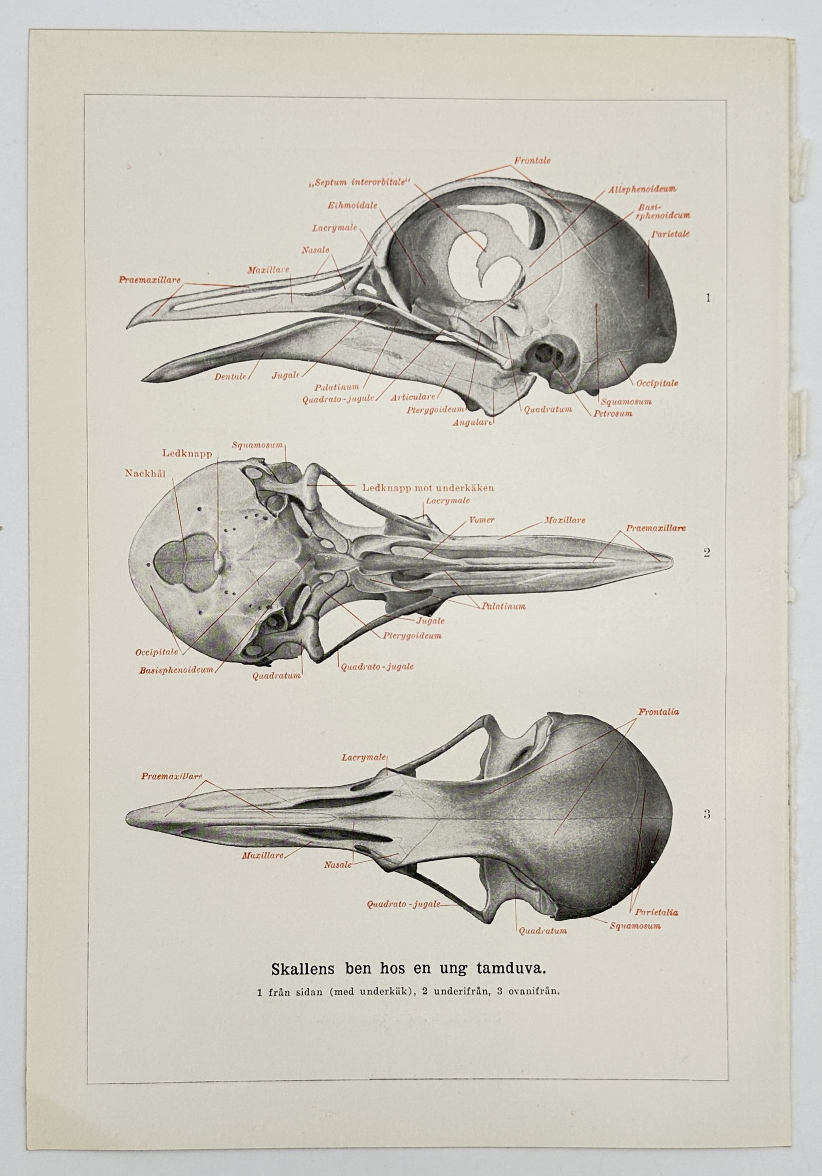 Alfred Brehm – Anatomical Study of a Young Domestic Pigeon Skull – Lithograph (c. 1890–1900) (1 of 1)