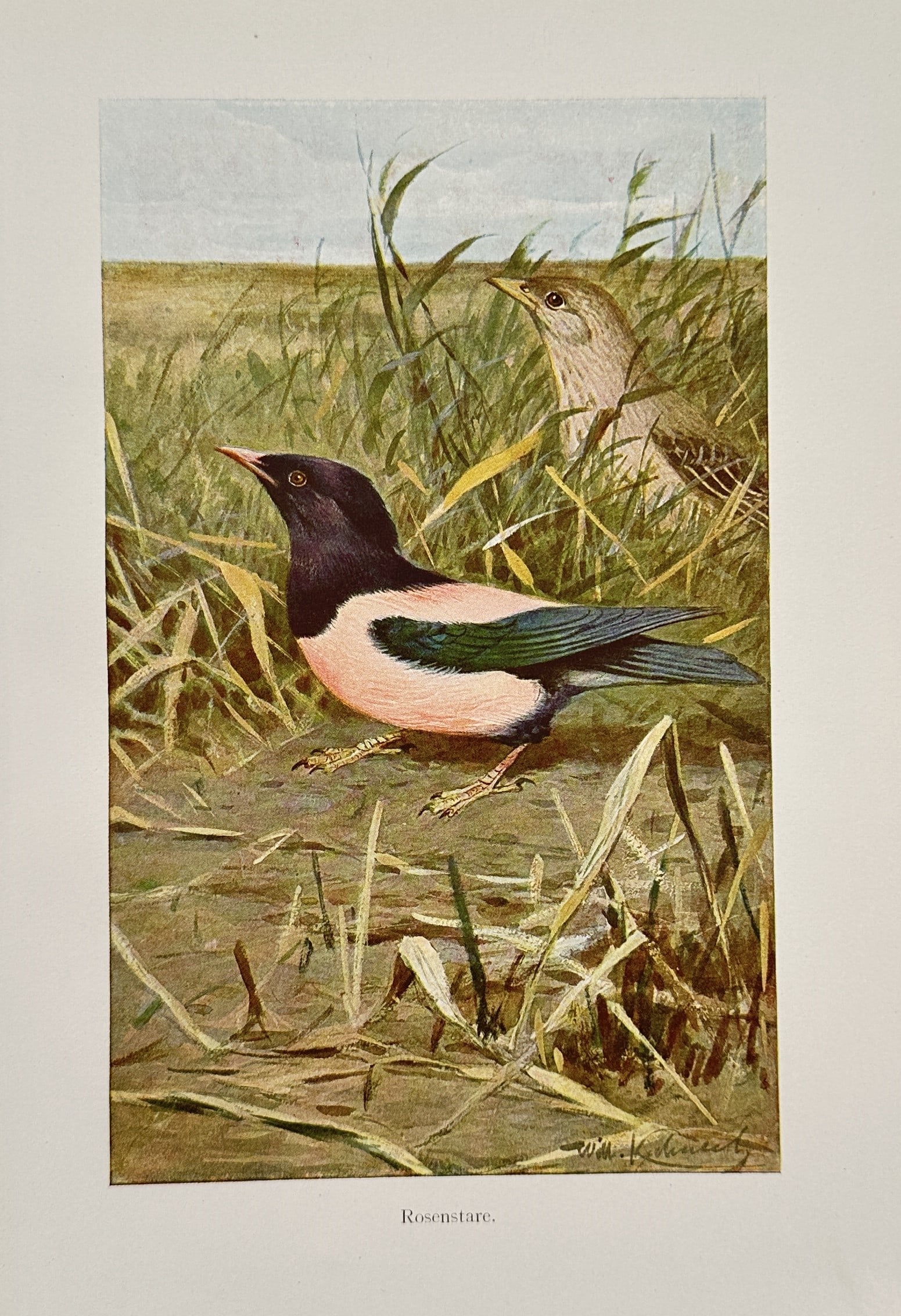 Wilhelm Kuhnert – Ornithological Study of Rosy Starlings – Chromolithography (c. 1890–1900): Rosenstare. This plate features a detailed ornithological study published within a nineteenth-century European natural history volume, showcasing a pair of rosy starlings in their natural habitat. The