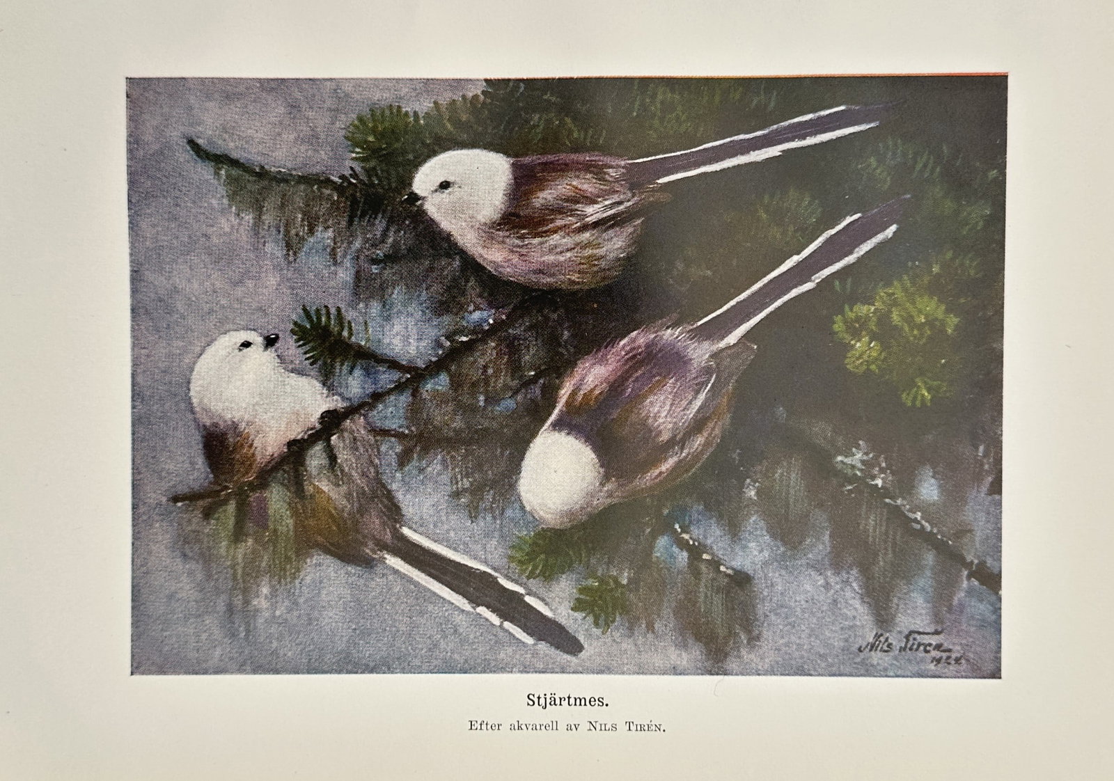 Nils Tirén (1885–1935) – Ornithological Study of Long-tailed Tits – Chromolithography (c.: Stjärtmes. This plate features a detailed ornithological study published within the Swedish natural history work Svenska Fåglar, showcasing a small group of long-tailed tits gathered on evergreen br
