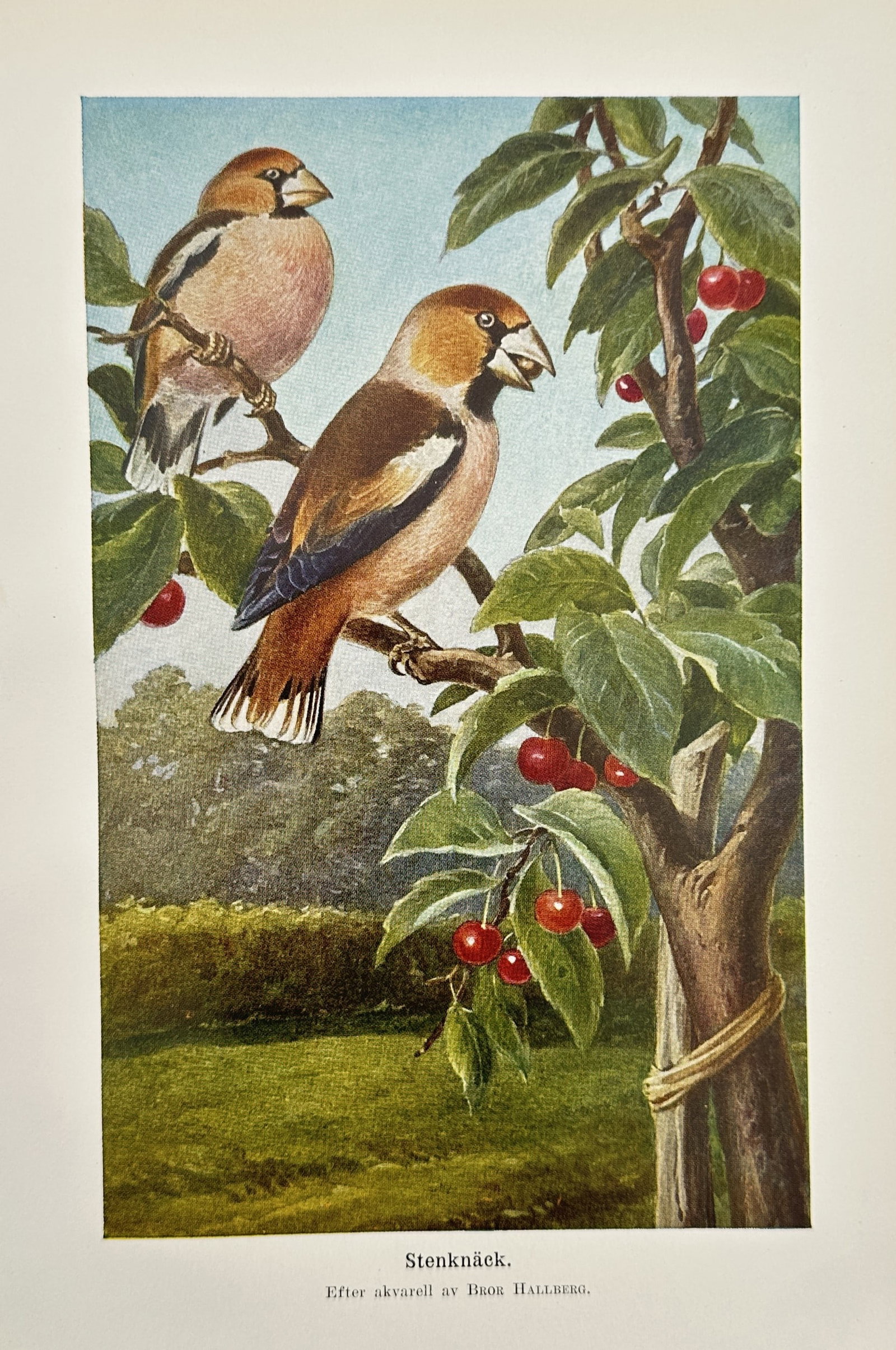 Bror Hallberg (1889–1964) – Ornithological Study of Hawfinches – Chromolithography (c. (1 of 2)
