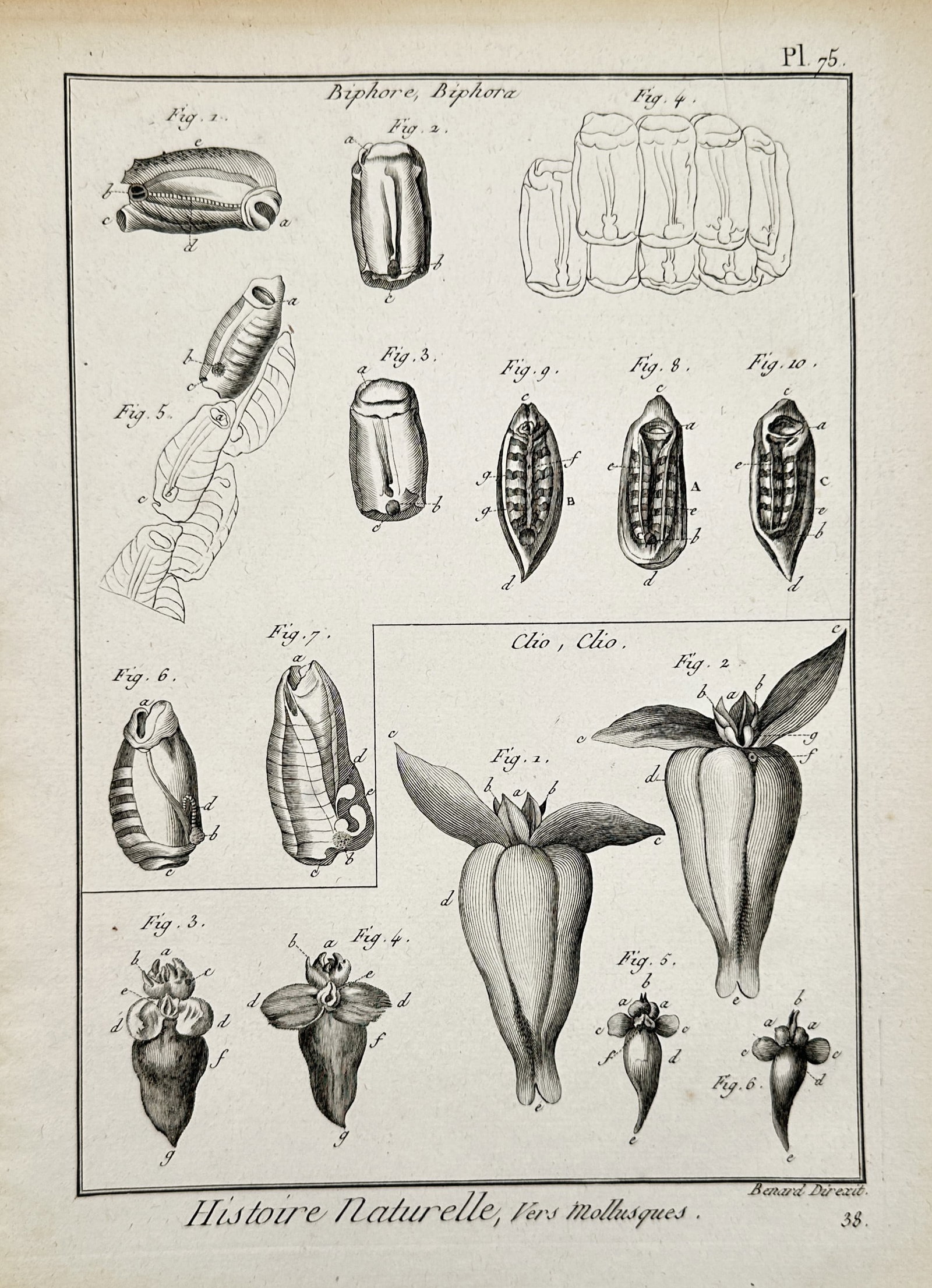 Robert Bénard – Marine Invertebrate Studies of Biphore and Clio – Engraving (c. 1762–1772) (1 of 2)