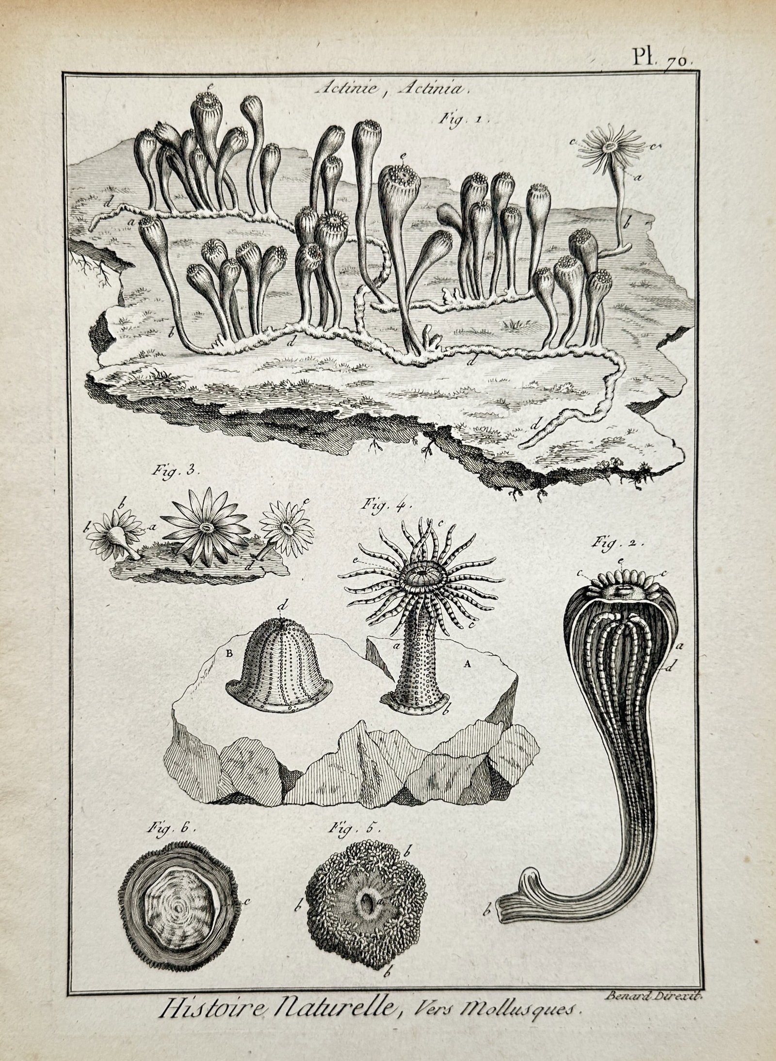 Robert Bénard – Marine Zoology Studies of Actinia Sea Anemones – Engraving (c. 1762–1772): Actinie, Actinia. This plate features a detailed marine zoology and invertebrate study from Denis Diderot and Jean le Rond d'Alembert's monumental L'Encyclopédie, published under the natural history 