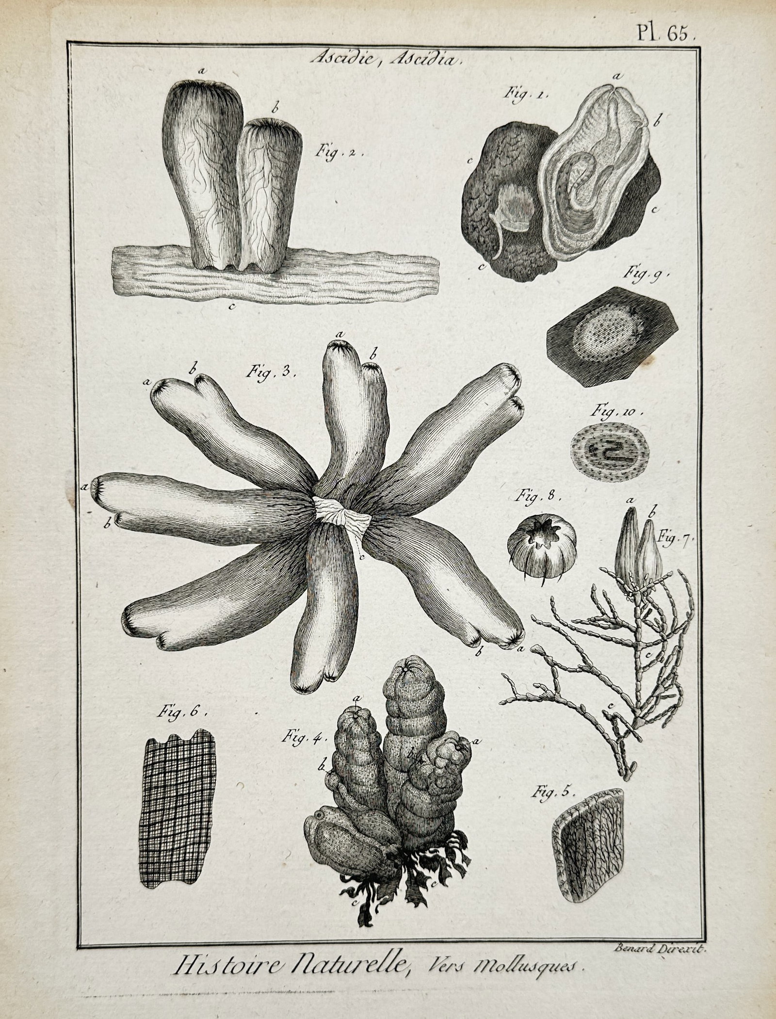 Robert Bénard – Marine Zoology Studies of Ascidia Sea Squirts – Engraving (c. 1762–1772): Ascidie, Ascidia. This plate features a detailed marine zoology and invertebrate study from Denis Diderot and Jean le Rond d'Alembert's monumental L'Encyclopédie, published under the natural history 
