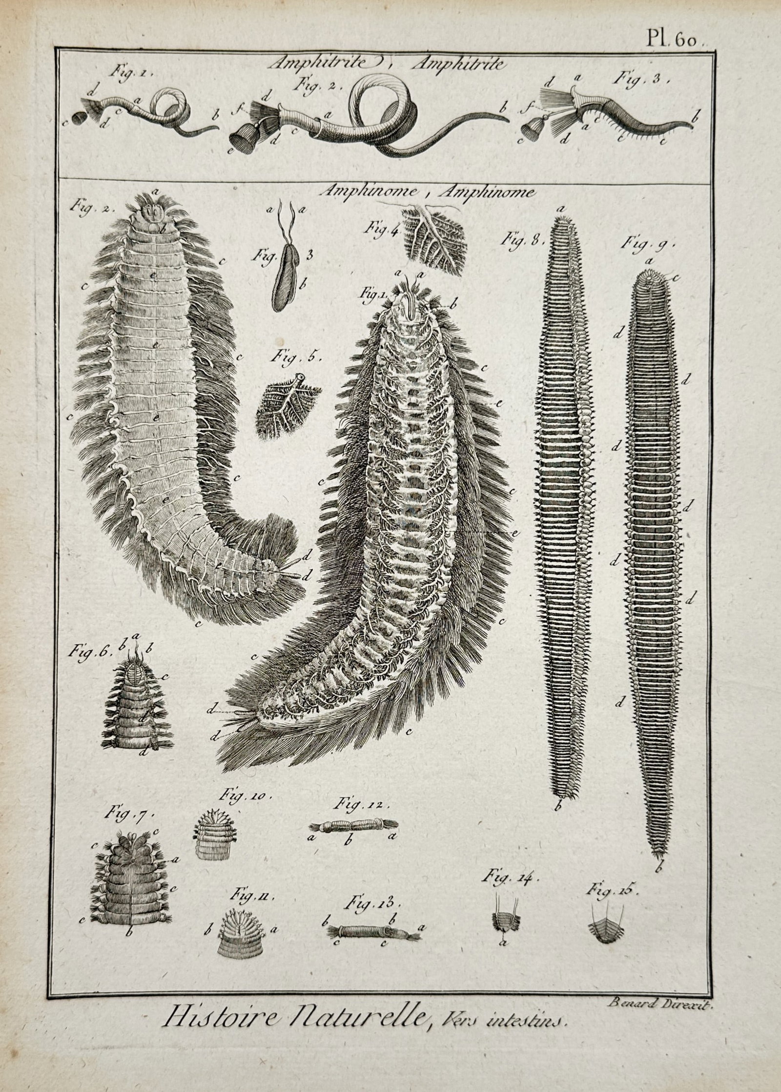 Robert Bénard – Marine Zoology Studies of Amphitrite and Amphinome Marine Worms – Engraving (1 of 2)