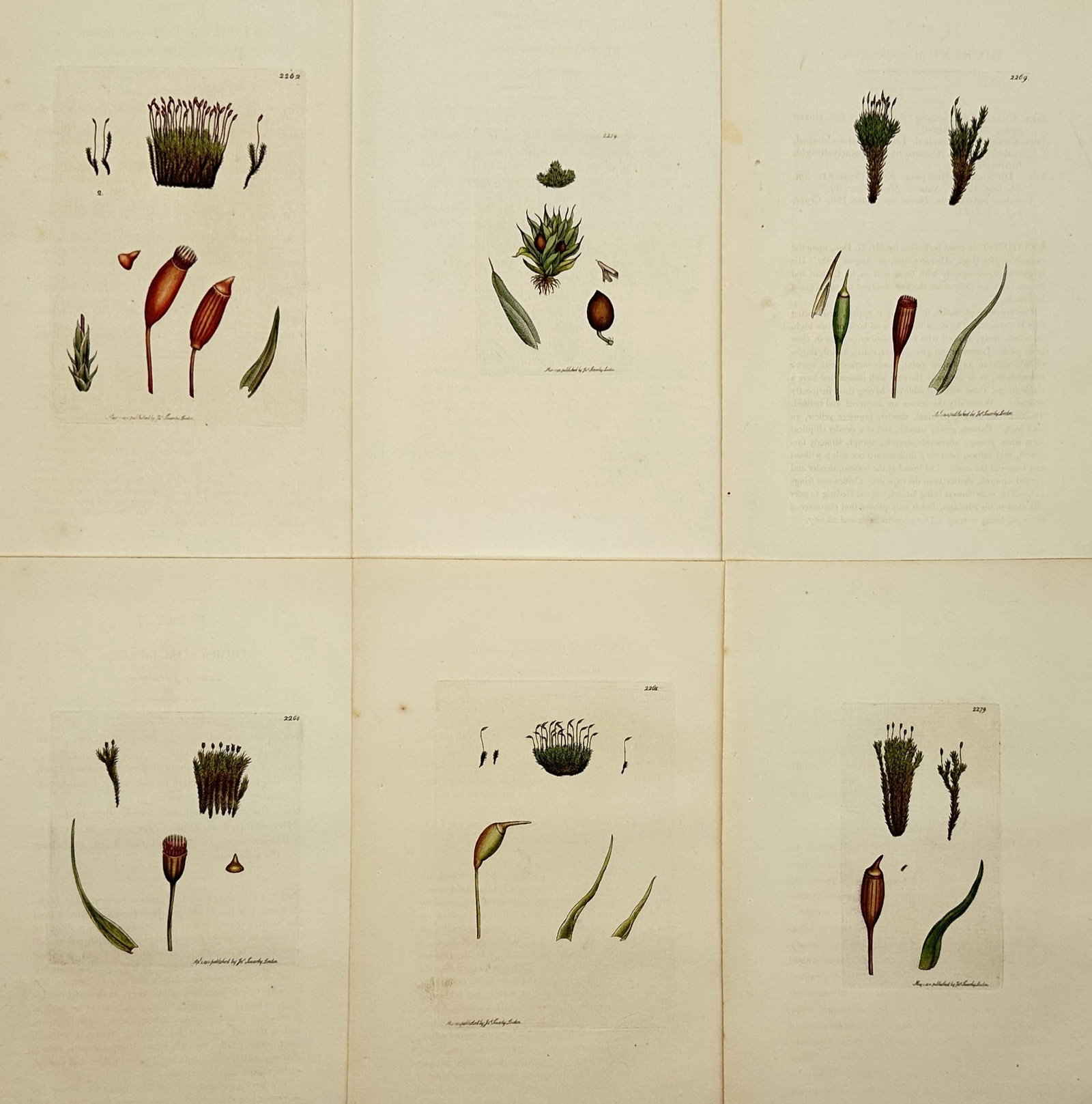 James Sowerby – Set of 6: Studies of English Bryology – Hand-coloured copper engraving (1 of 2)