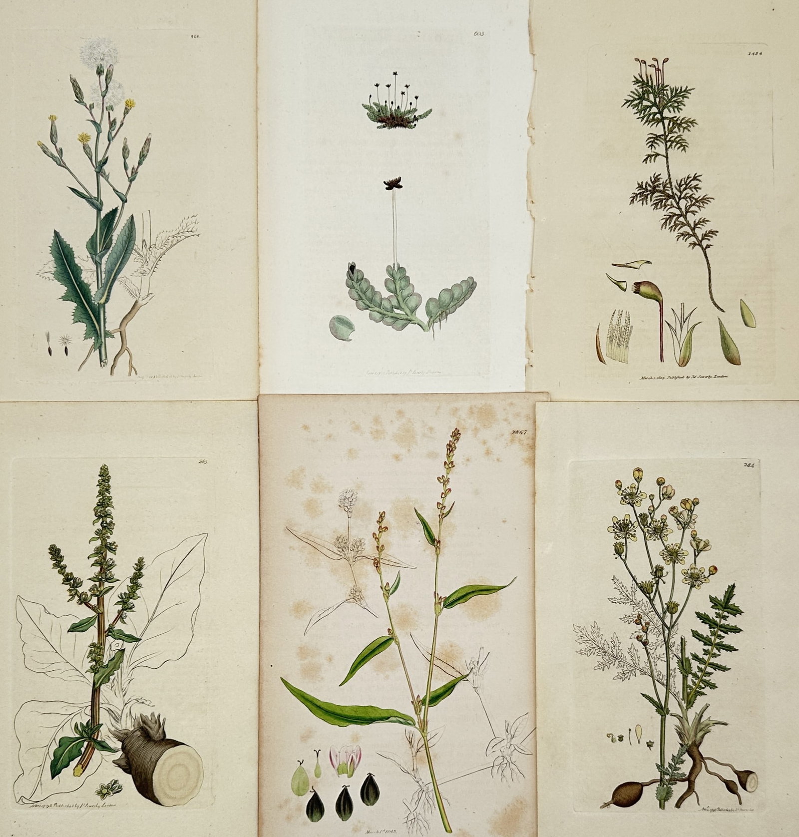 James Sowerby – Set of 6: Botanical Studies of British Wildflowers (1 of 2)