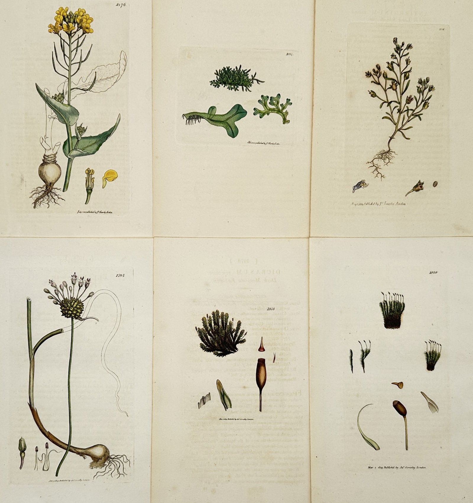 James Sowerby – Set of 6: Botanical and Bryological Studies – Hand-coloured copper engraving (1 of 2)