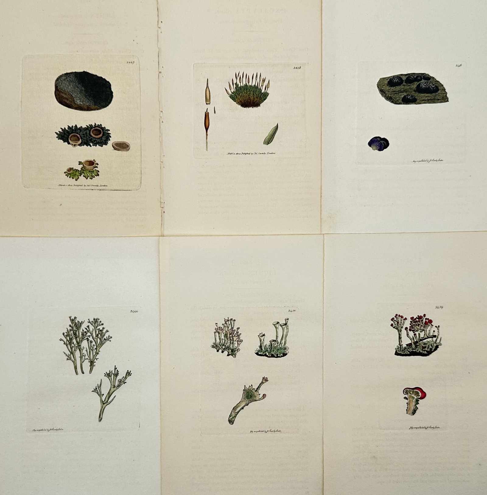 James Sowerby – Set of 6: Cryptogamic Surveys of Lichens – Hand-coloured copper engraving (1 of 2)