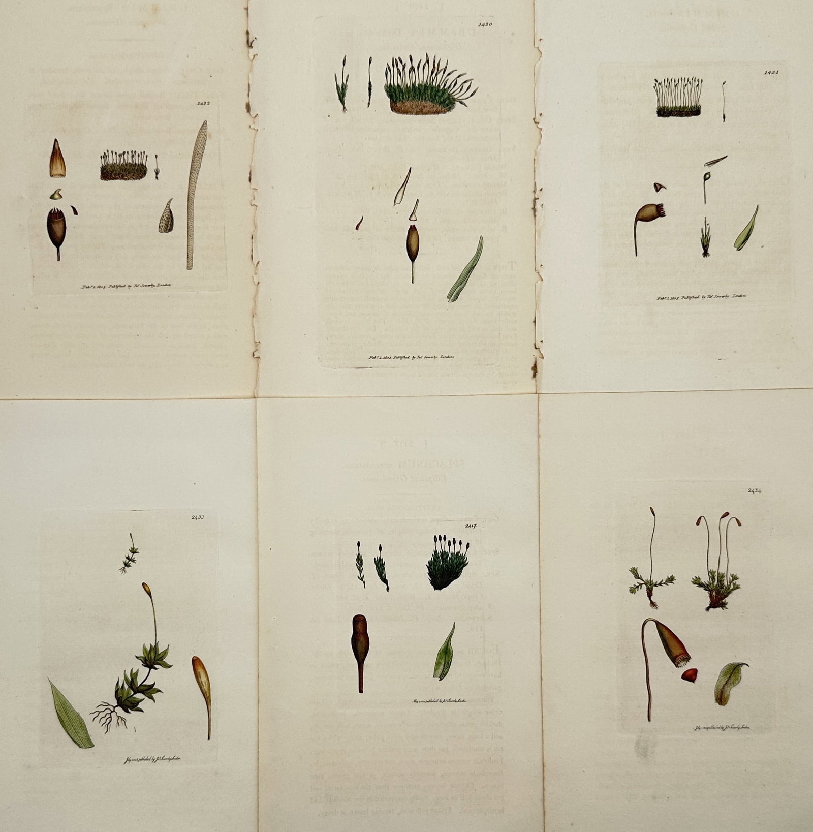 James Sowerby – Set of 6: Bryological Studies of Native Mosses – Hand-coloured copper engraving: "English Botany". This set of six plates features precise bryological illustrations from James Sowerby's publication English Botany, published by the author in London. The vertical compositions displa