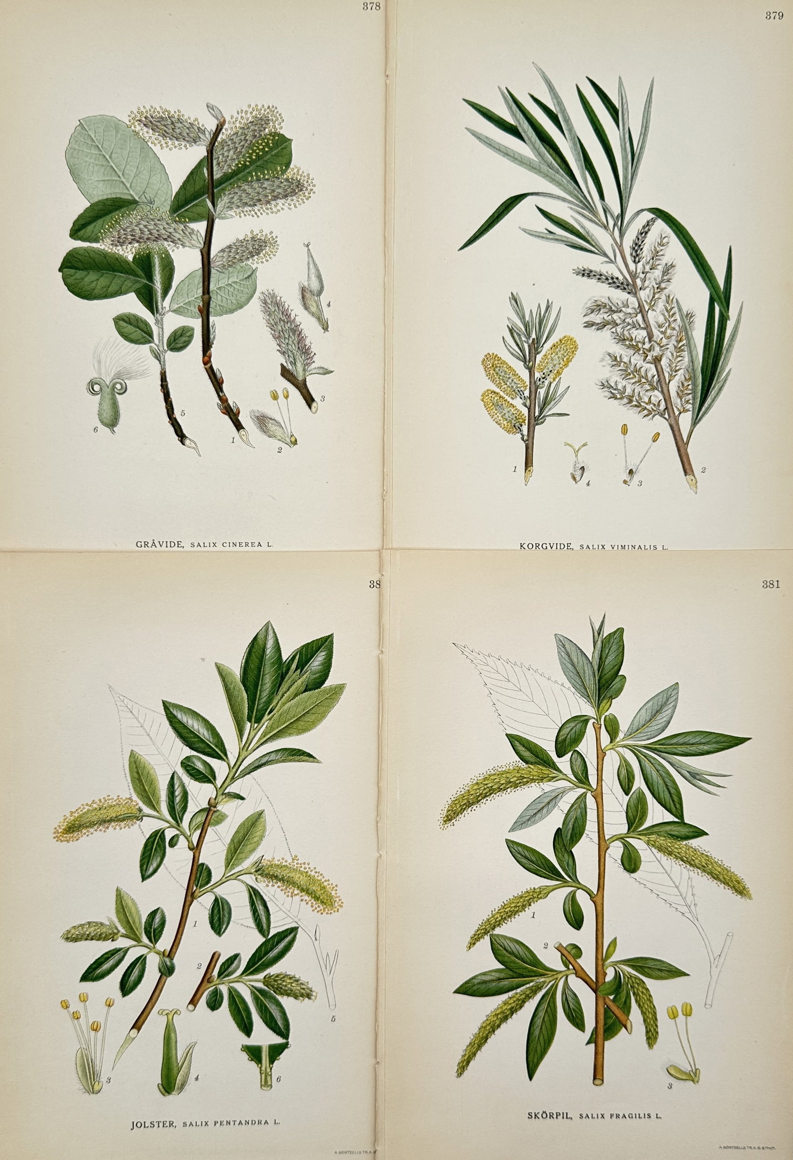 Carl Lindman – Set of 4: Botanical Studies of Willow and Osier Varieties – Lithograph (c.: This set features four botanical studies from Carl Axel Magnus Lindman's notable Swedish botanical publication Bilder ur Nordens Flora, published in Stockholm. The collective composition displays four
