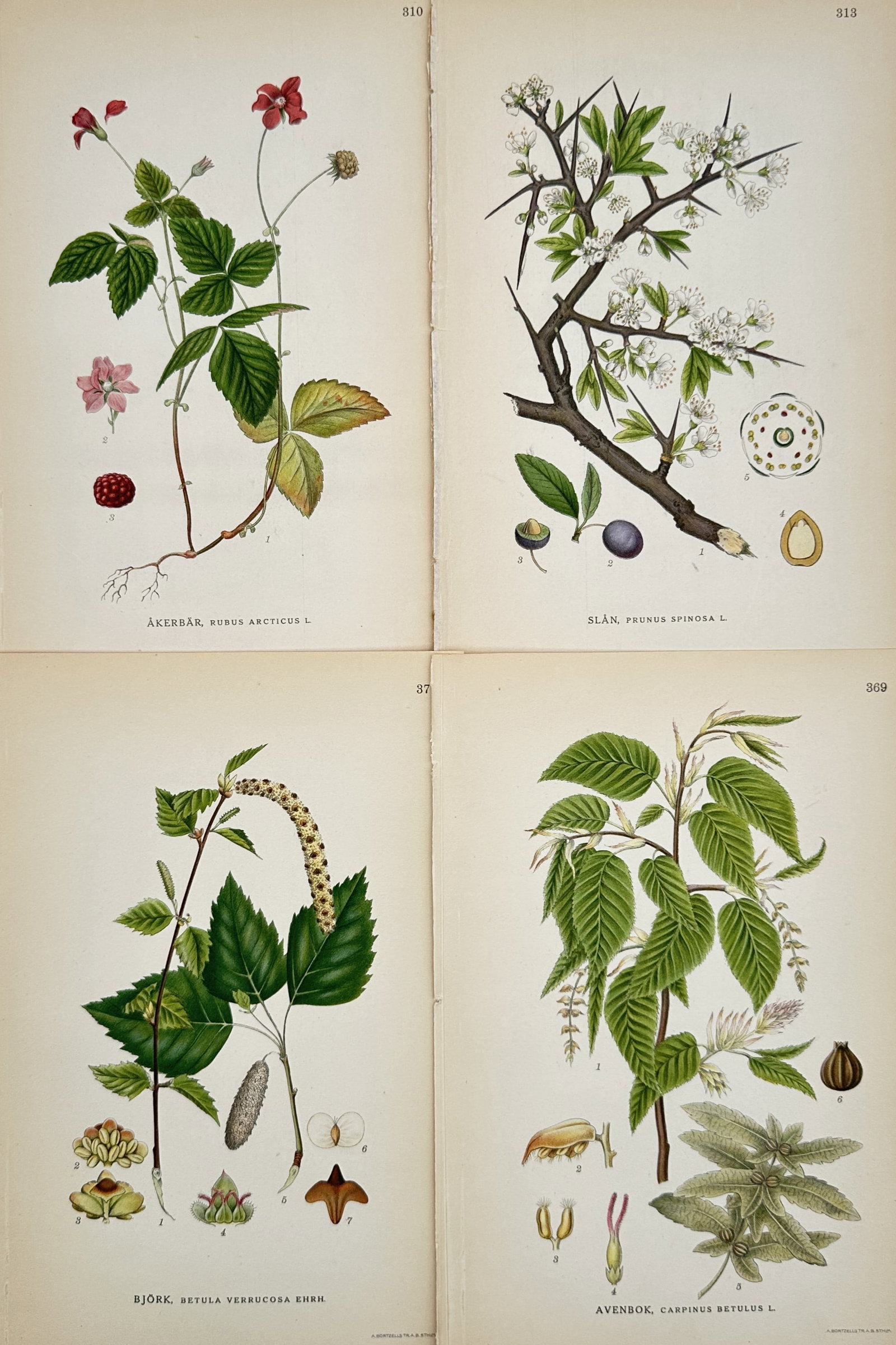 Carl Lindman – Set of 4: Botanical Studies of Northern Berries and Deciduous Trees – Lithograph: This set features four botanical studies from Carl Axel Magnus Lindman's notable Swedish botanical publication Bilder ur Nordens Flora, published in Stockholm. The collective composition displays four