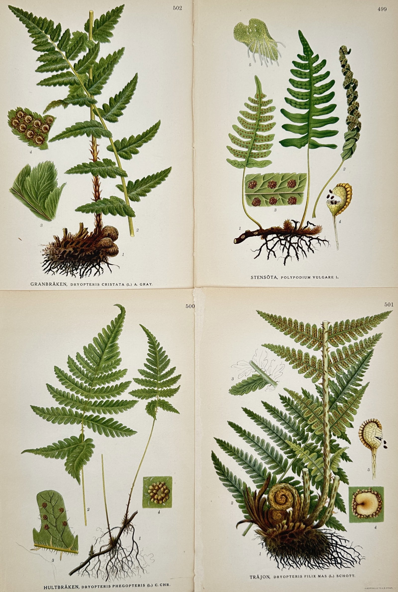 Carl Lindman – Set of 4: Botanical Studies of Northern Fern Varieties – Lithograph (c. (1 of 2)
