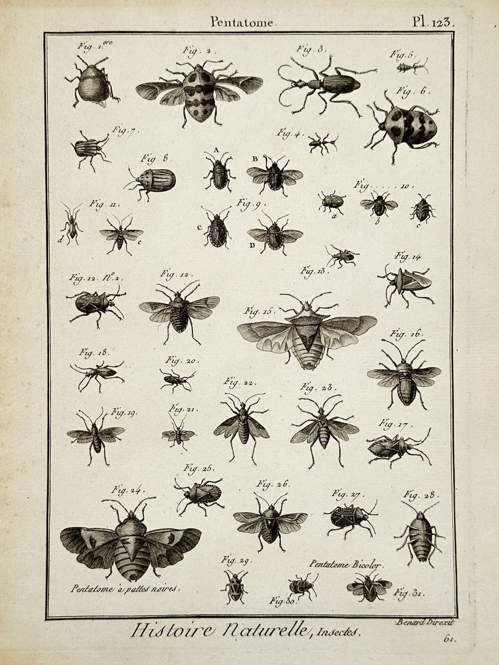 Robert Bénard – Natural History of Insects: Shield Bugs – Engraving (1788): "Histoire Naturelle, Insectes" displays various species of shield bugs arranged in a grid with French descriptive titles for specific specimens. This print is sourced from an encyclopedic volume on na
