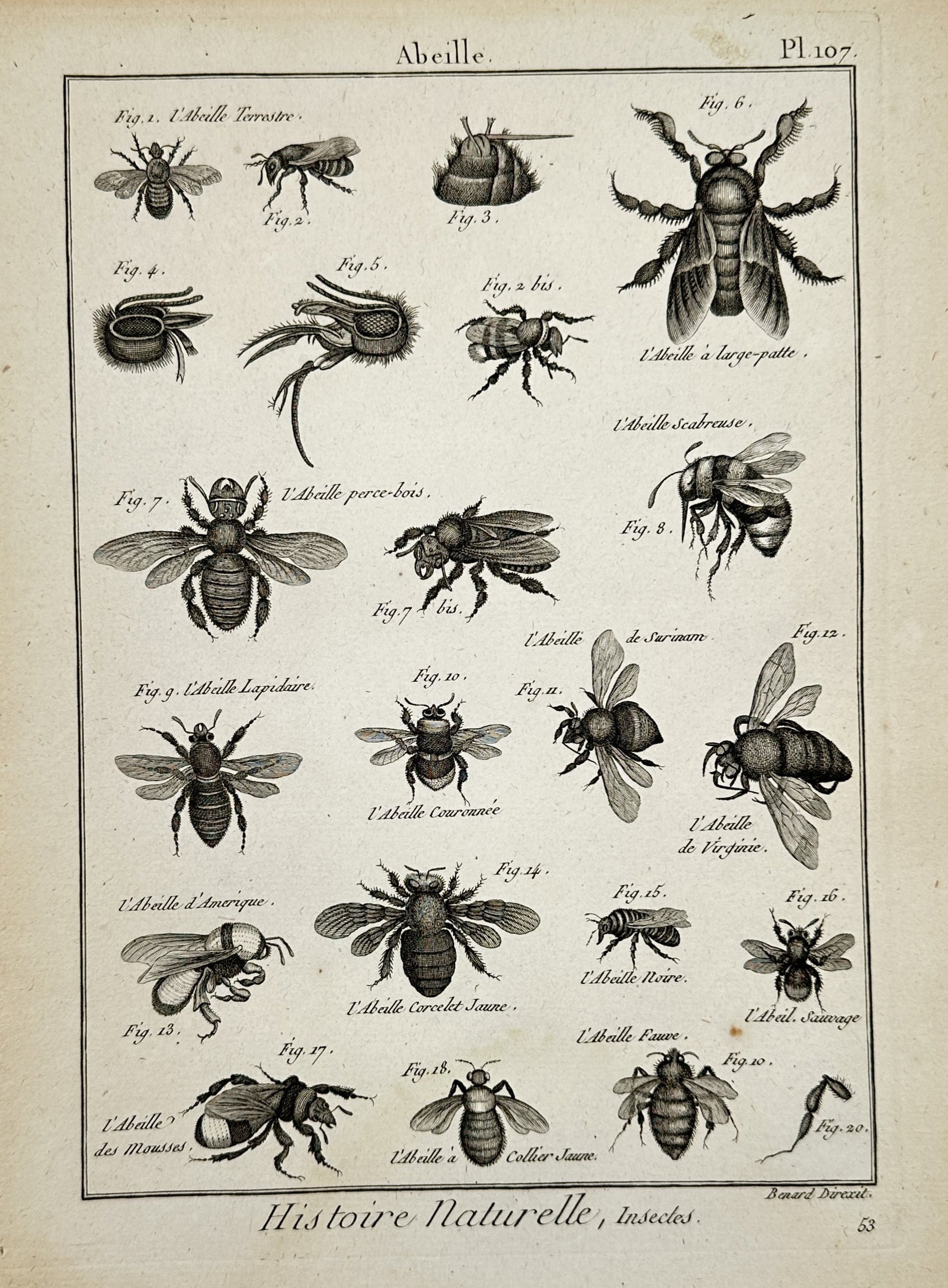Robert Bénard – Natural History of Insects: Bees – Engraving (1788) (1 of 2)