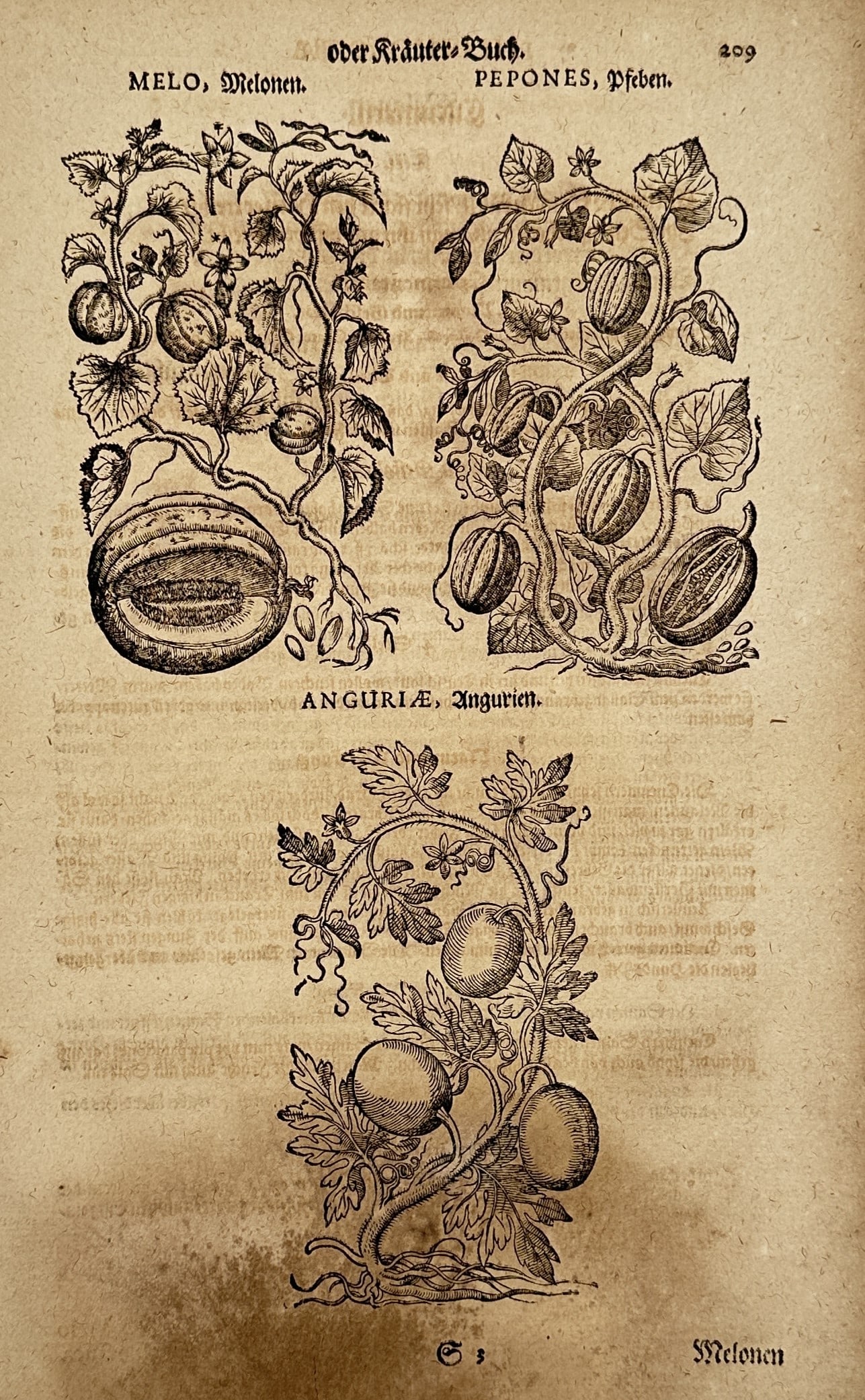 Pietro Andrea Mattioli (1501–1578) – Melons and Watermelons – Woodcut (1586): "Melo, Melonen, Pepones, Pfebe, Anguria, Angurien" illustrates three botanical specimens of melons and watermelons showing vines, foliage, and fruit. This print is sourced from a German edition of the