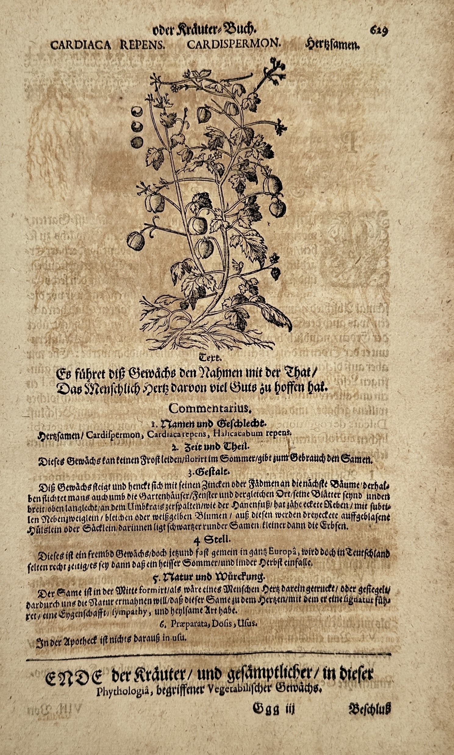 Pietro Andrea Mattioli (1501–1578) – Cardiaca Repens, Cardispermon – Woodcut (1586): "Cardiaca Repens. Cardispermon. Hertzsamen." illustrates a climbing botanical specimen of balloon vine showing its delicate tendrils, leaflets, small flowers, and distinctive inflated seed capsules. T