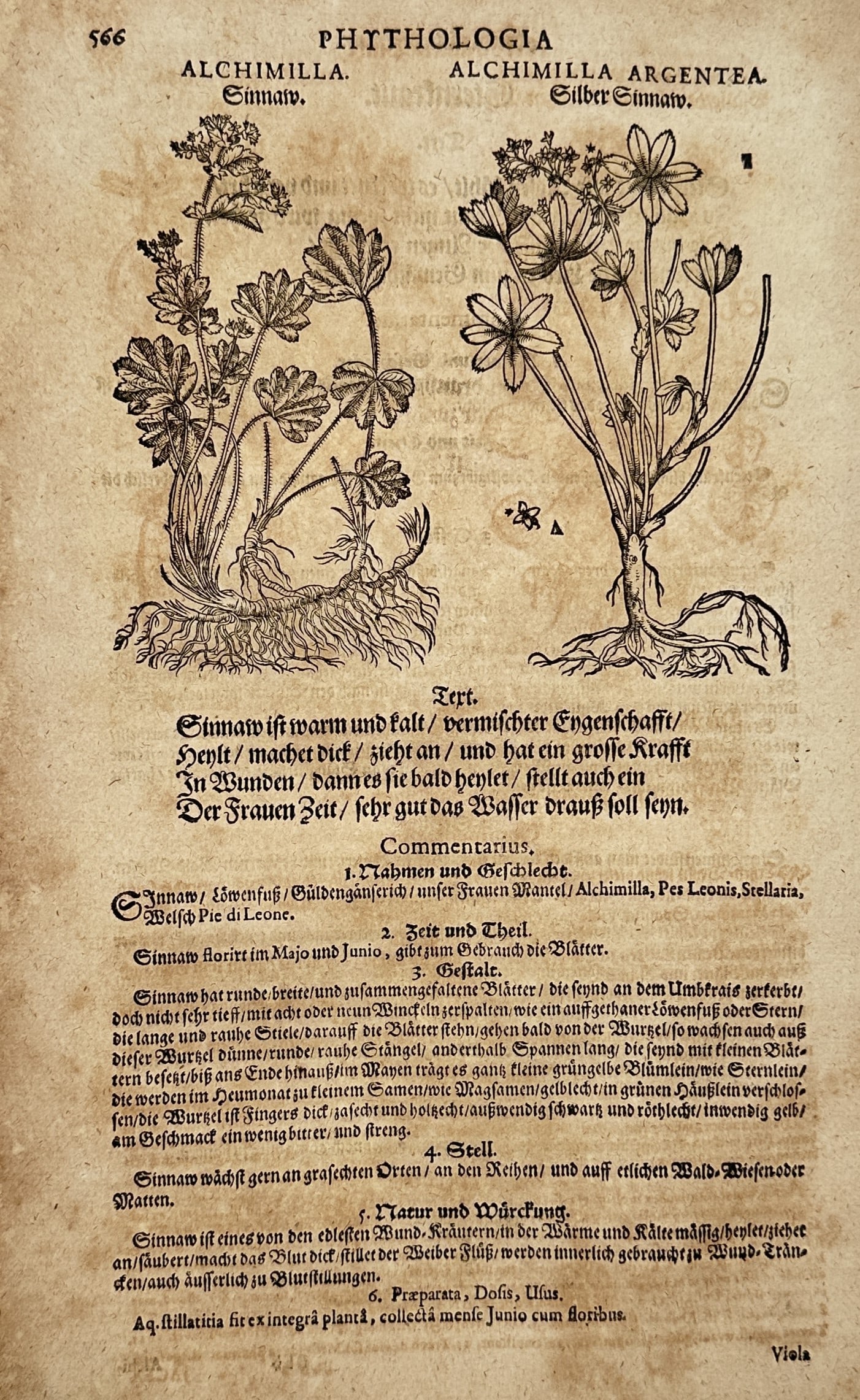 Pietro Andrea Mattioli (1501-1577) – Alchimilla and Alchimilla Argentea – Woodcut (1586): "Phytologia" features botanical illustrations of Alchimilla and Alchimilla argentea with descriptive German text, originating from a 16th-century herbal publication. Pietro Andrea Mattioli was an Ital