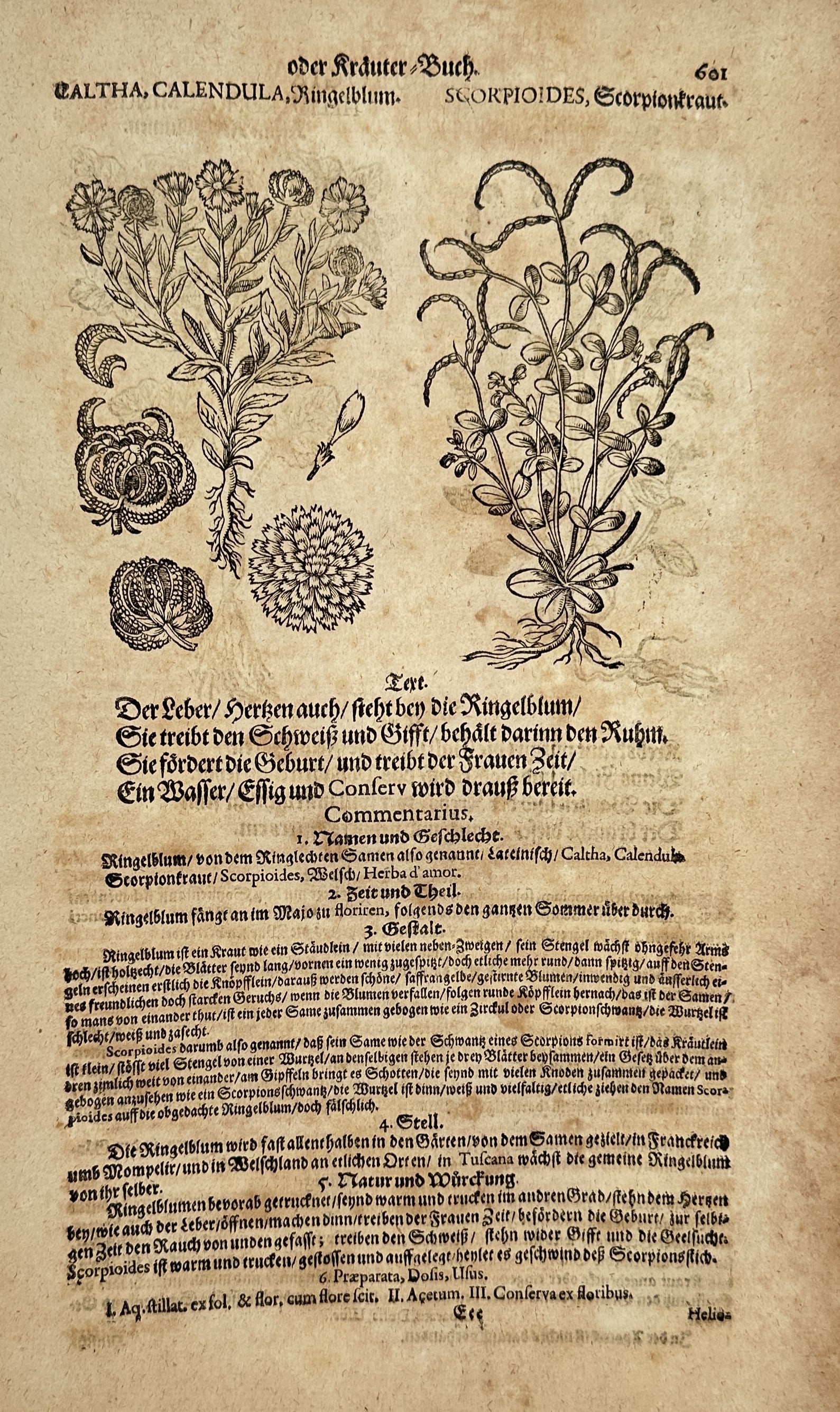 Pietro Andrea Mattioli (1501-1577) – Caltha and Scorpioides – Woodcut (1586) (1 of 2)