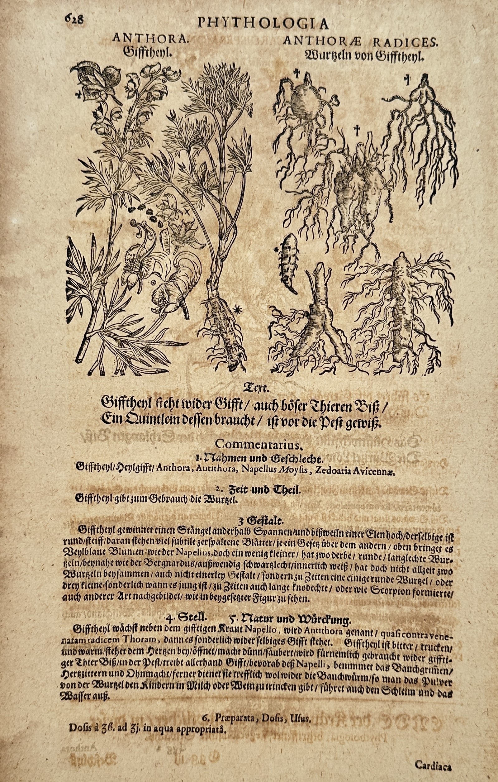 Pietro Andrea Mattioli (1501-1577) – Anthora and Anthorae Radices – Woodcut (1586) (1 of 2)