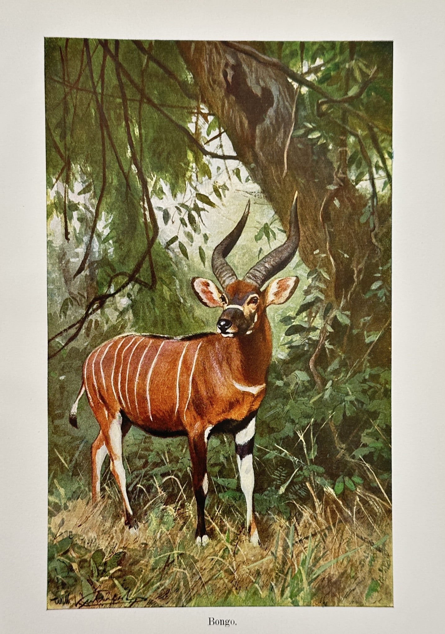 Wilhelm Kuhnert (1865-1926) – View of a Bongo – Lithograph (1924) (1 of 2)