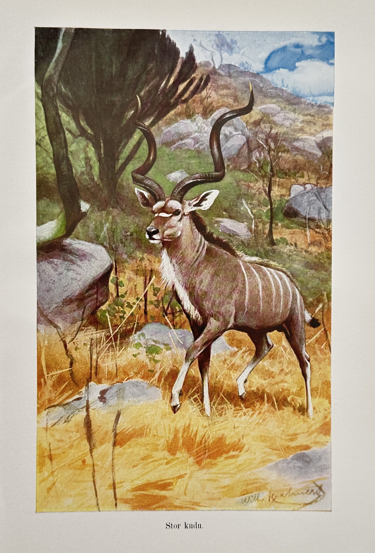 Wilhelm Kuhnert (1865-1926) – View of a Greater Kudu – Lithograph (1924) (1 of 2)