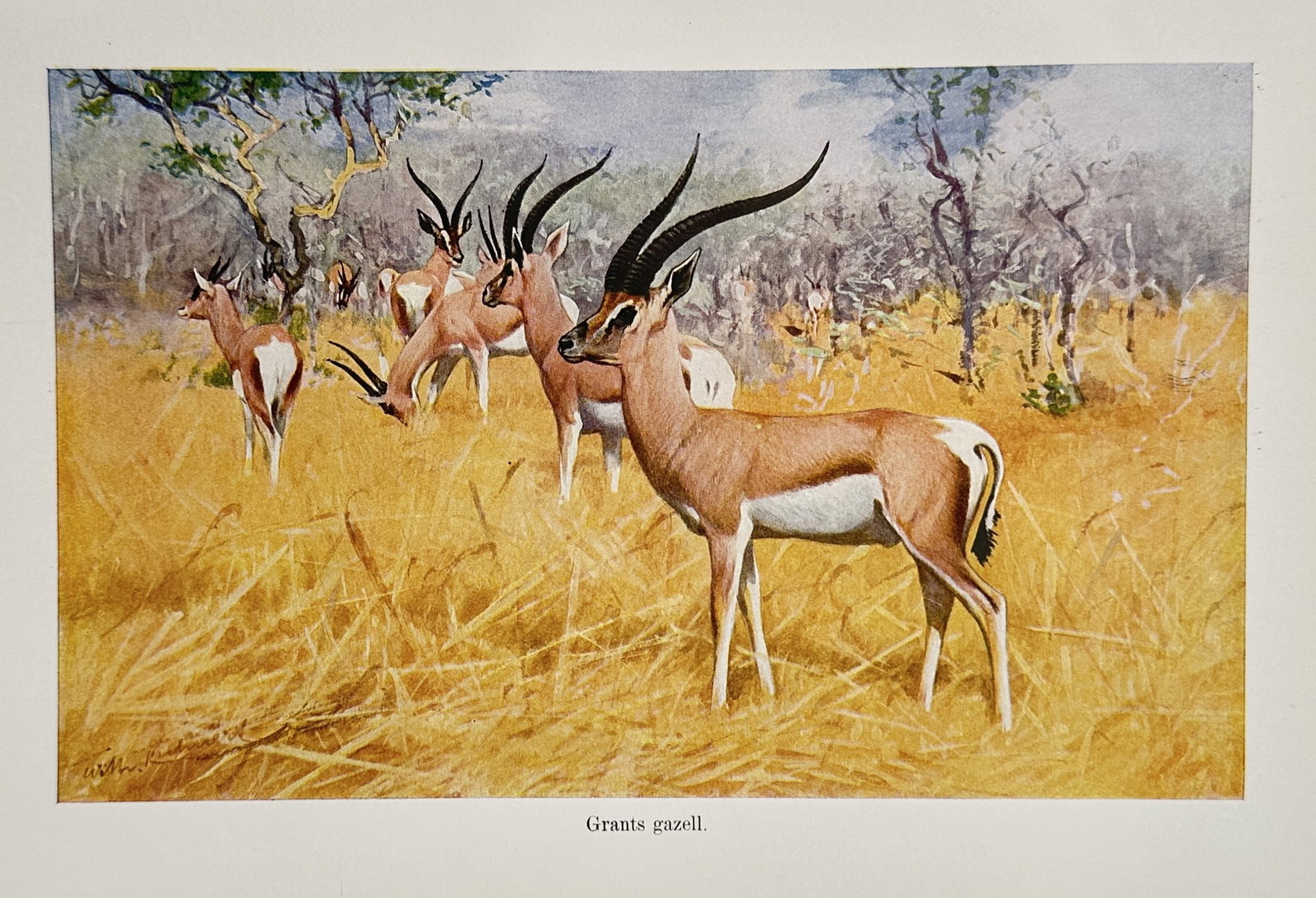 Wilhelm Kuhnert (1865-1926) – View of Grant's Gazelles – Lithograph (1924): "Grants gazell" depicts a herd of gazelles in a savanna landscape. This print originates from a natural history publication featuring animal studies by the artist, published in 1924. Wilhelm Kuhnert w