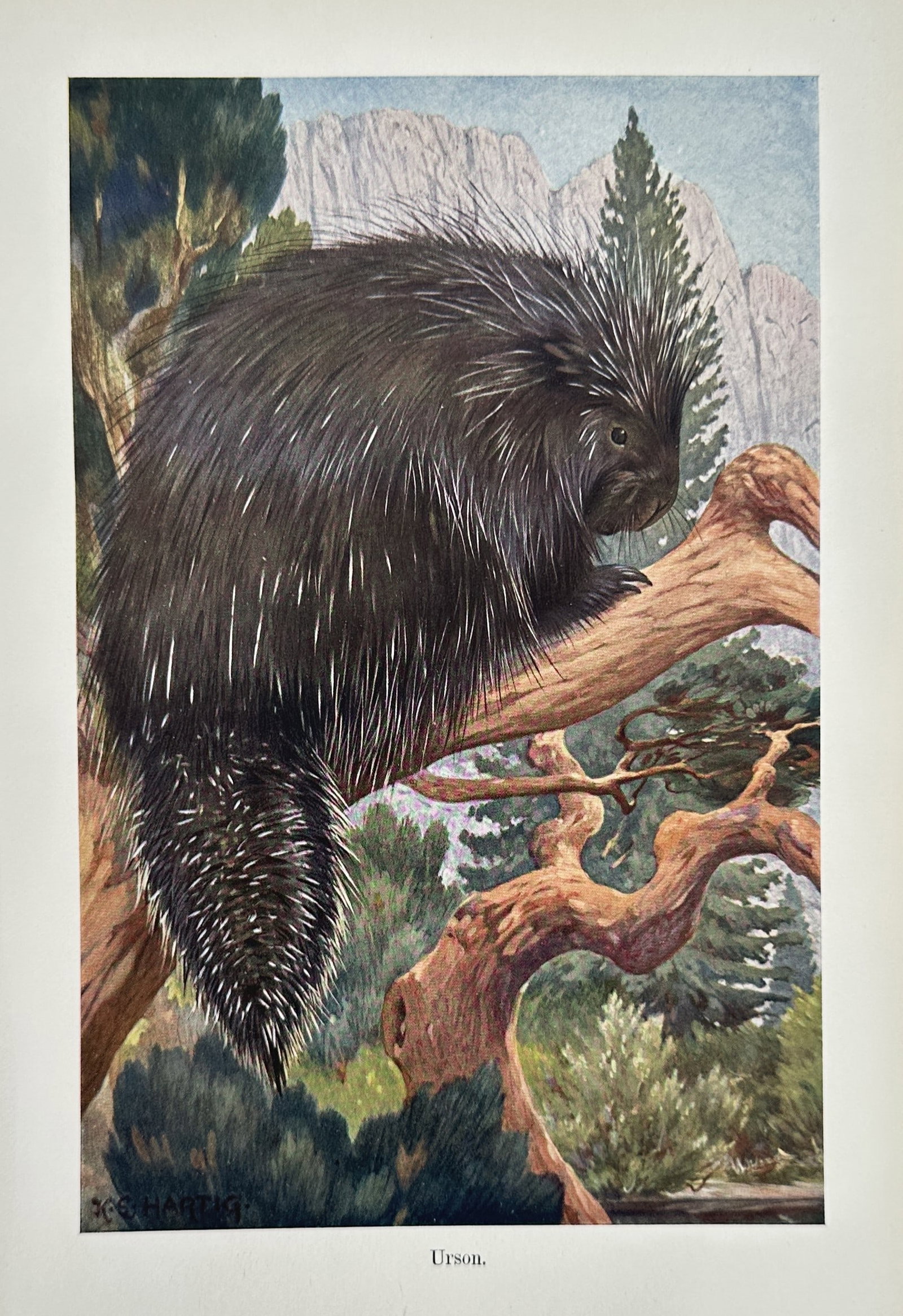 Karl Ewald Hartig (1877-1951) – View of a North American Porcupine – Lithograph (1924): "Urson" depicts a porcupine resting on a tree branch within a mountainous landscape. This print originates from a 1924 natural history publication featuring various animal studies. Karl Ewald Hartig w
