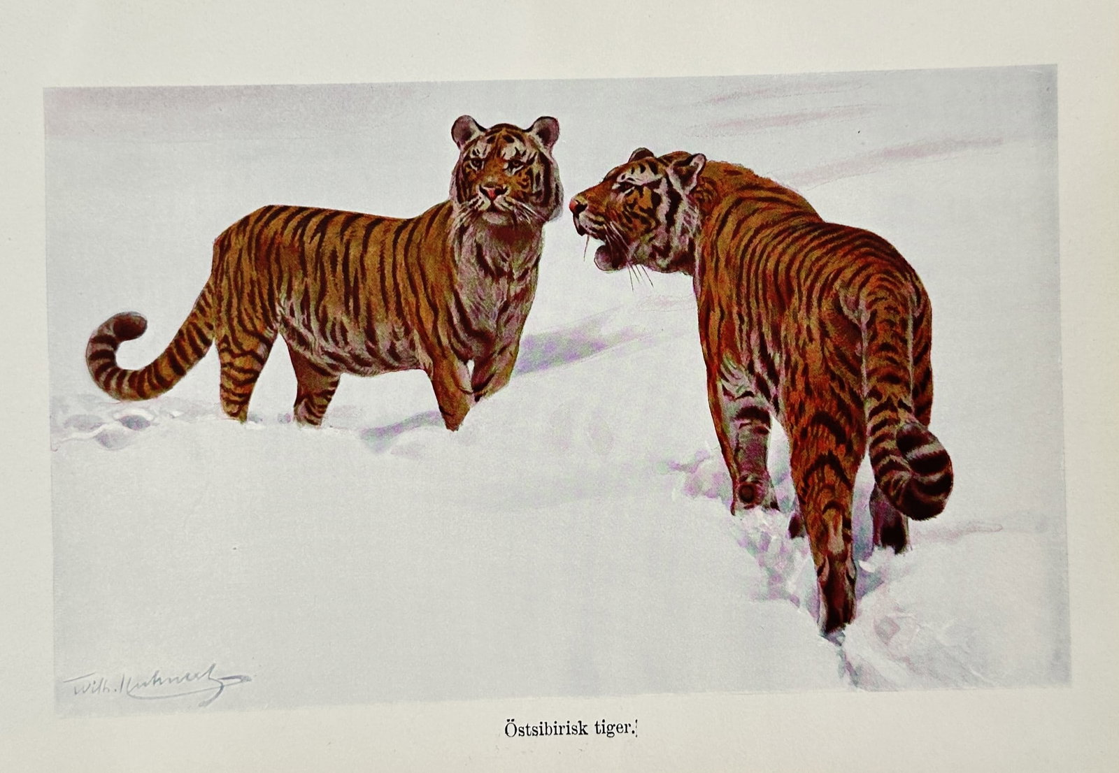 Wilhelm Kuhnert (1865-1926) – View of Siberian Tigers – Lithograph (1924) (1 of 2)