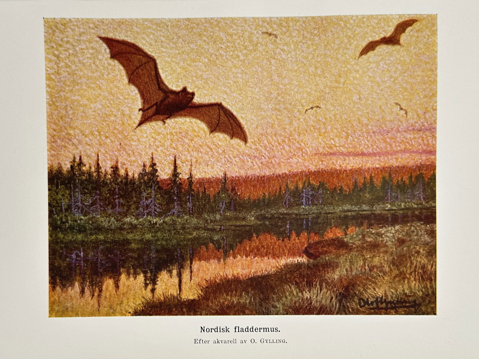 Olof Gylling (1888-1960) – View of a Northern Bat – Lithograph (1924): "Nordisk fladdermus" depicts the bat in flight above a water body at dusk. This work is from a 1924 natural history publication. Olof Gylling was a Swedish artist known for his contributions to biolog
