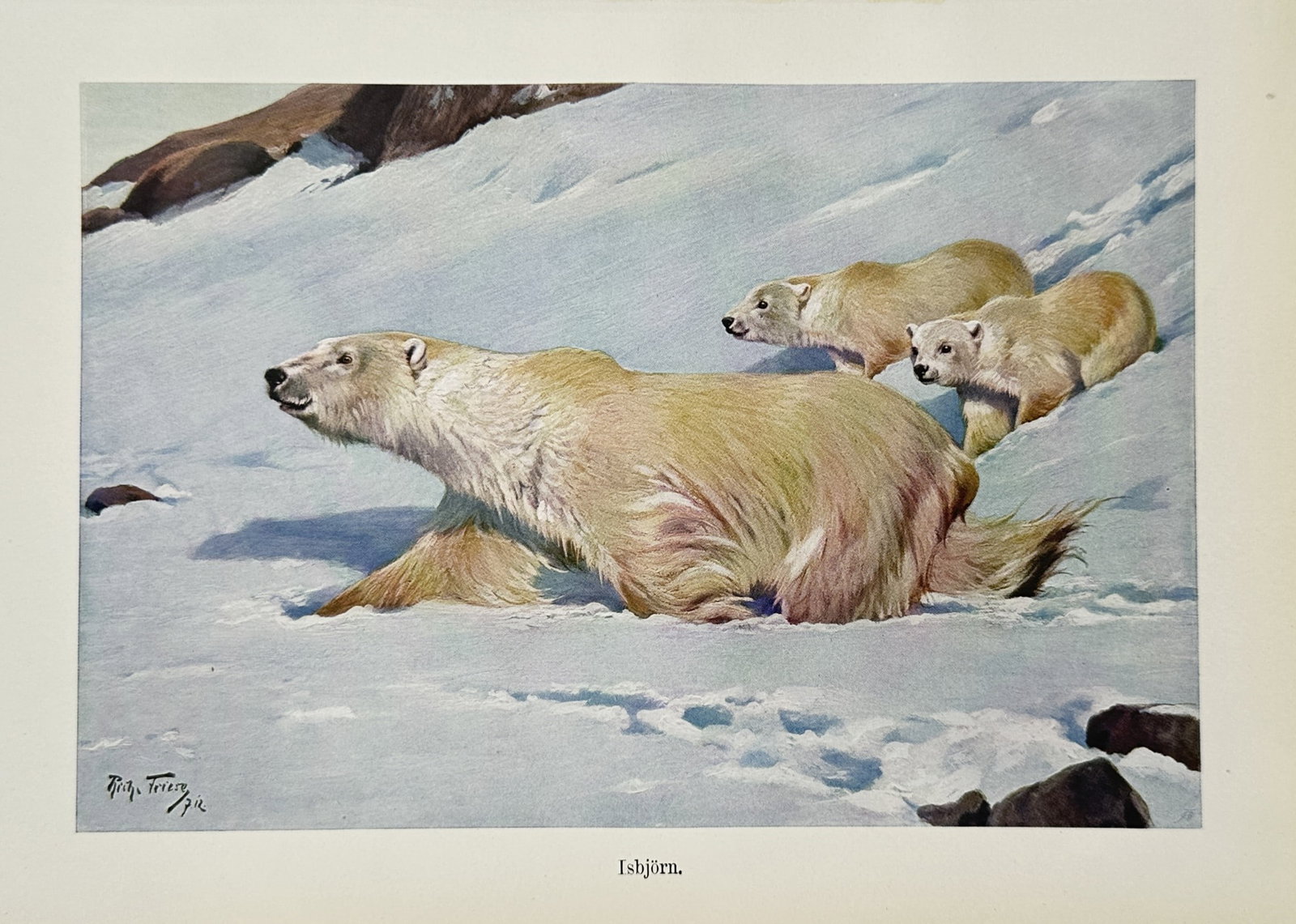 Richard Friese (1854-1918) – View of Polar Bears – Lithograph (1924) (1 of 2)