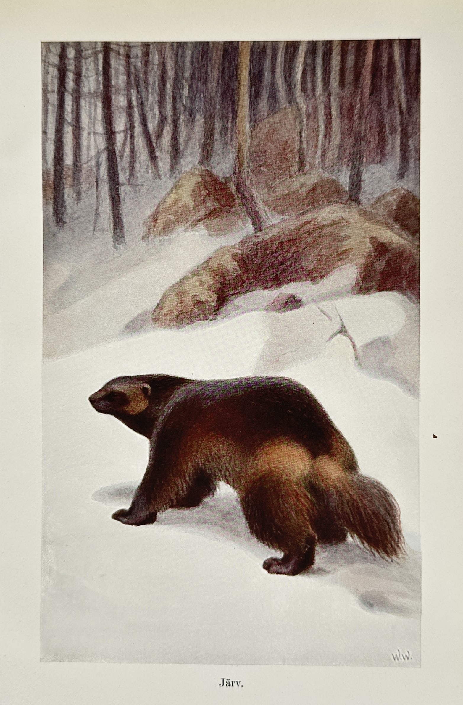 Wilhelm Kuhnert (1865-1926) – View of a Wolverine – Lithograph (1924) (1 of 2)