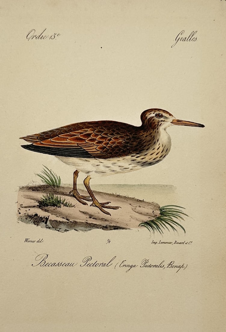 Jean-Charles Werner (1798-1856) – View of a Pectoral Sandpiper – Hand-coloured Lithograph: "Bécasseau Pectoral (Tringa Pectoralis, Bonap.)" depicts a sandpiper standing on a shore. This work is from a 19th-century French natural history publication, printed by the Lemercier workshop in Par