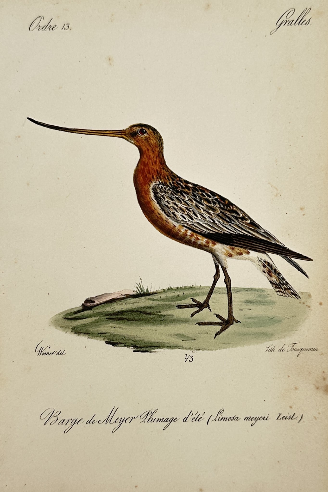 Jean-Charles Werner (1798-1856) – View of a Bar-tailed Godwit – Hand-coloured Lithograph: "Barge de Meyer Plumage d'été (Limosa meyeri Leisl.)" depicts a bar-tailed godwit in its summer plumage standing on a grassy patch. This work is from a 19th-century French natural history publicatio