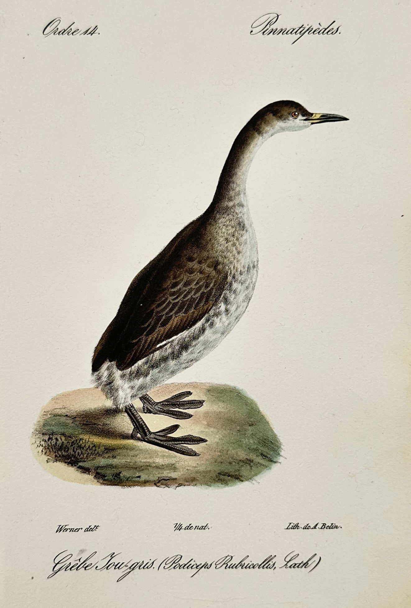 Jean-Charles Werner (1798-1856) – View of a Red-necked Grebe – Hand-coloured Lithograph (1 of 2)
